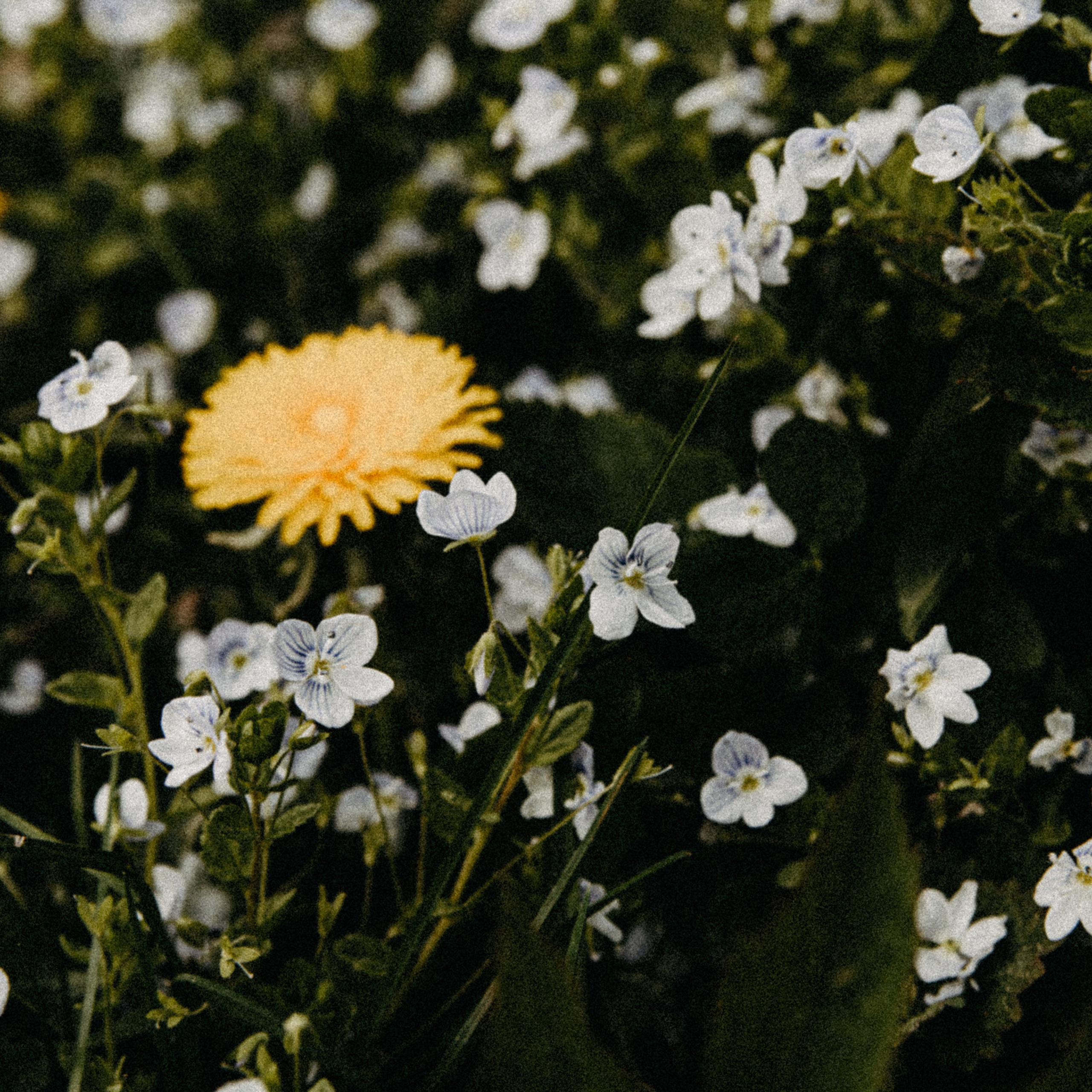 Отзывы. Свадебный и семейный фотограф Даша Петрова в Москве и Подмосковье
