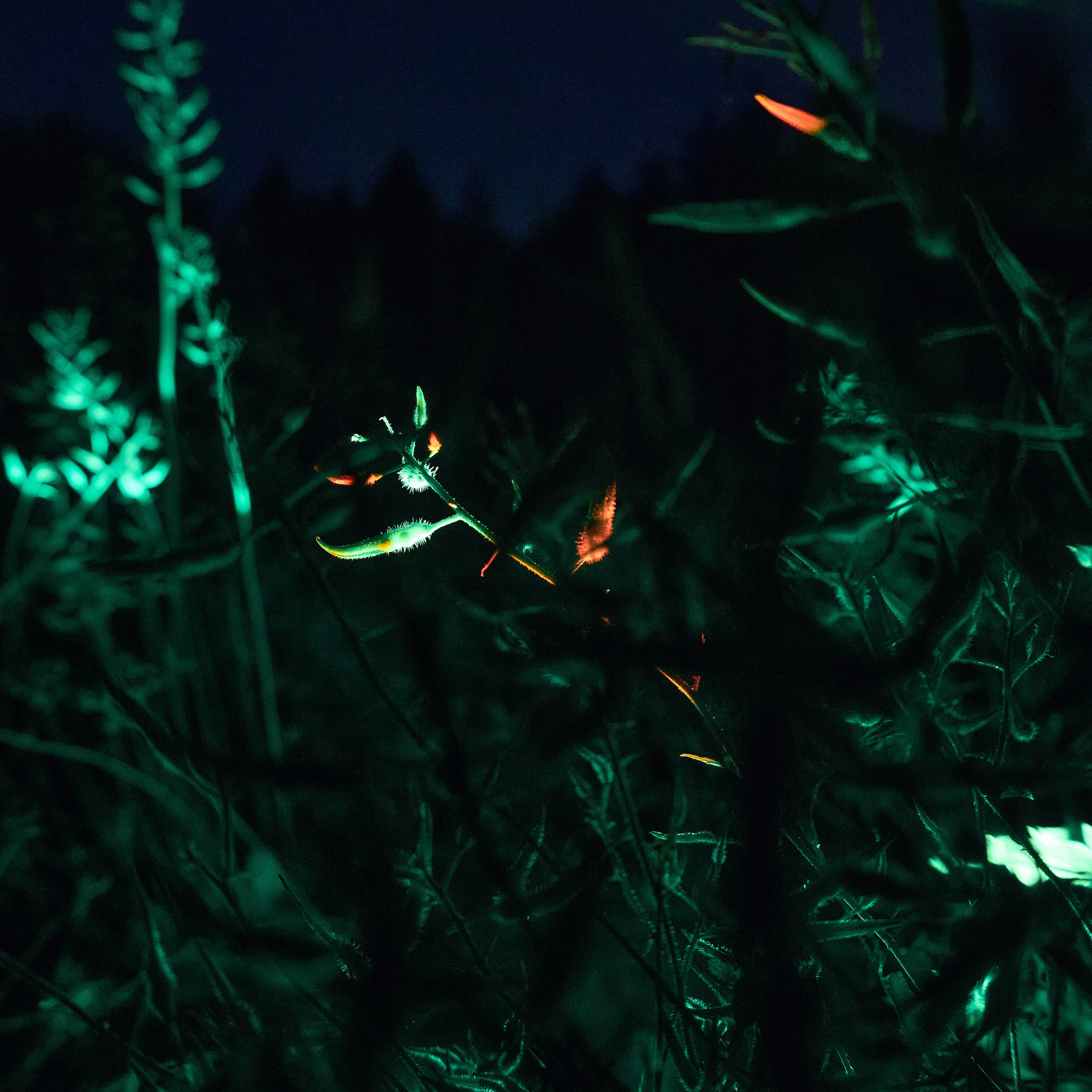 Ночная съемка на природе. Visual artist (photo & arts)