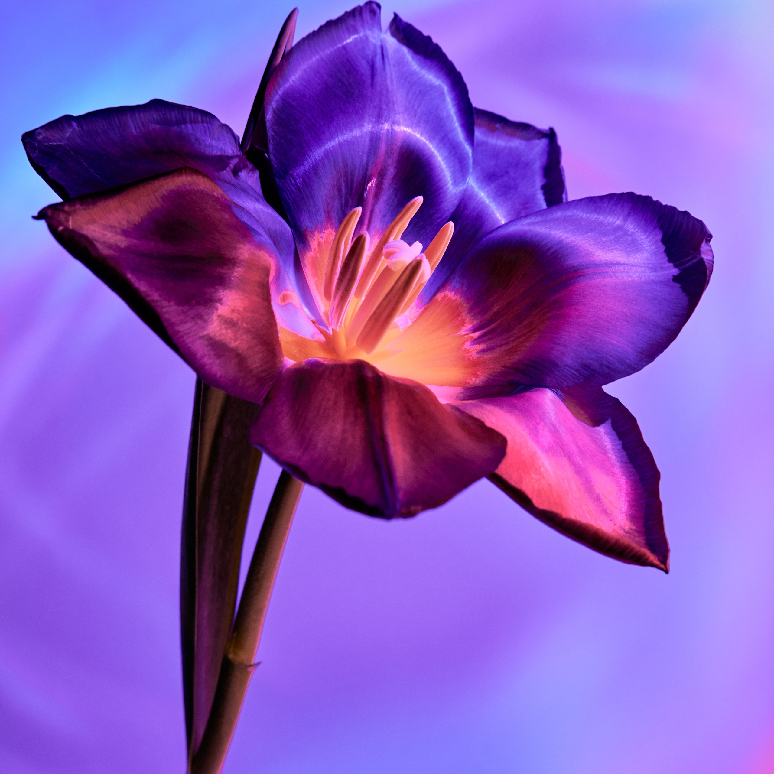 Flower. Visual artist (photo & arts)