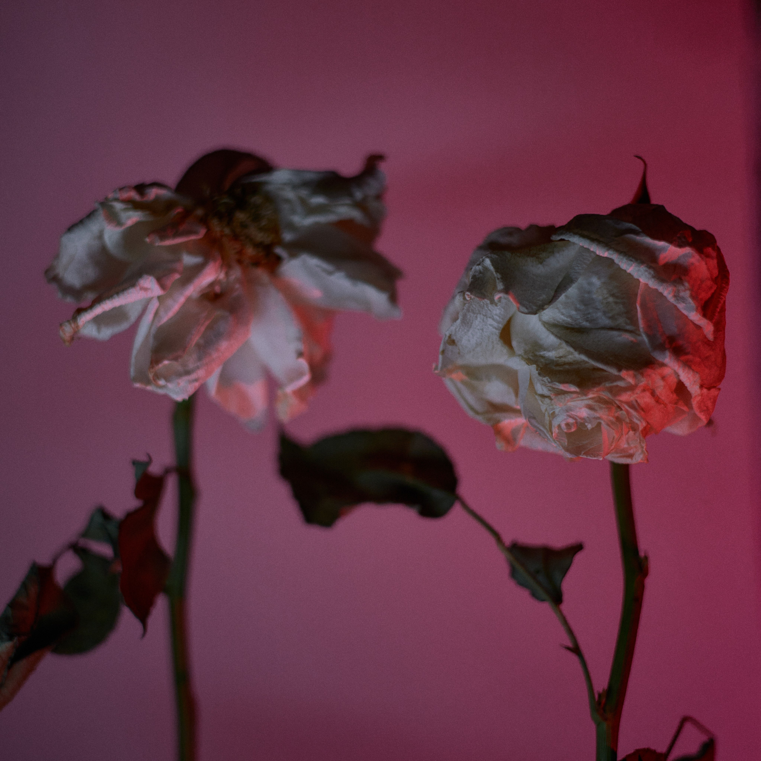 Сухоцветы. Visual artist (photo & arts)