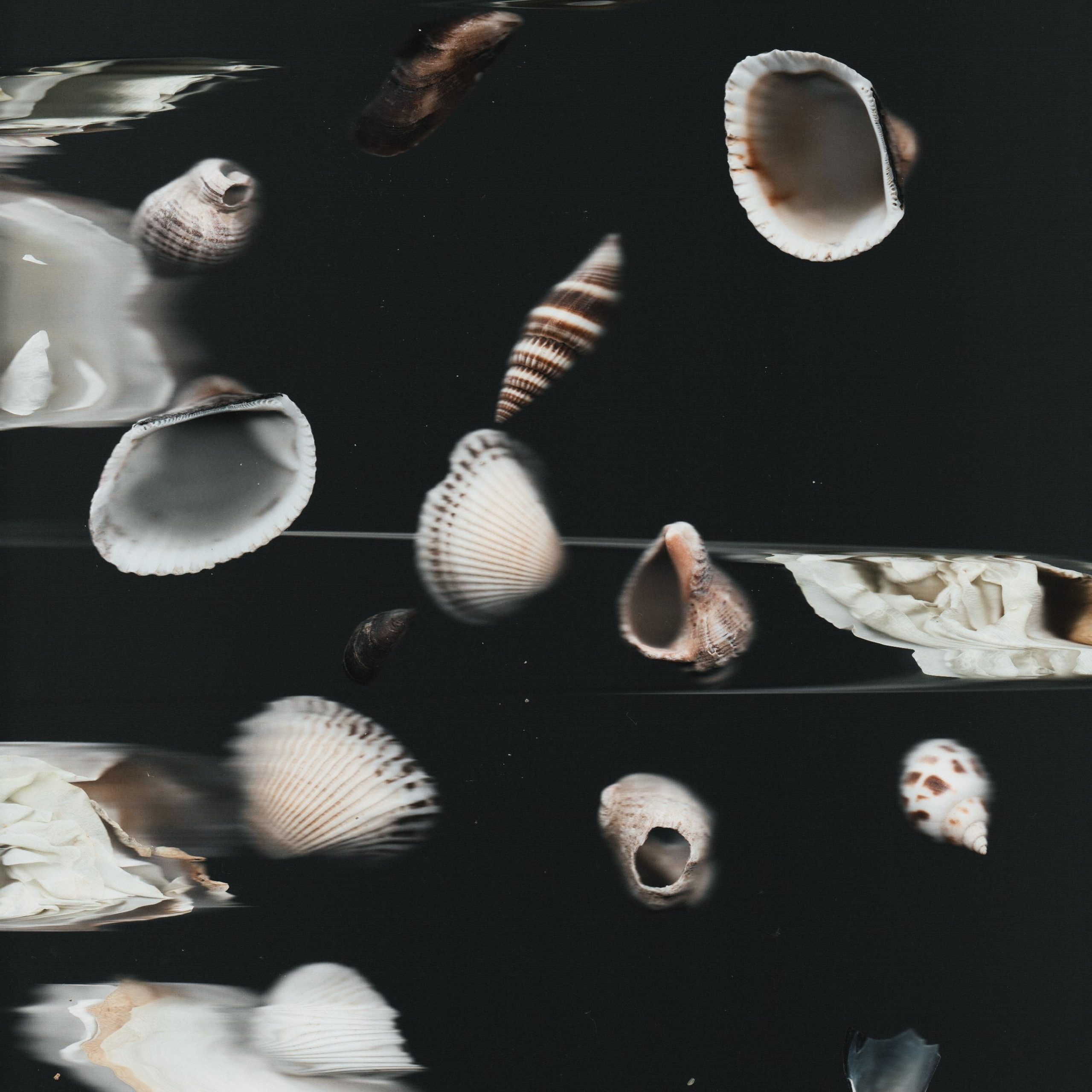 Distorted Botanicals & Objects. Сканография. Visual artist (photo & arts)