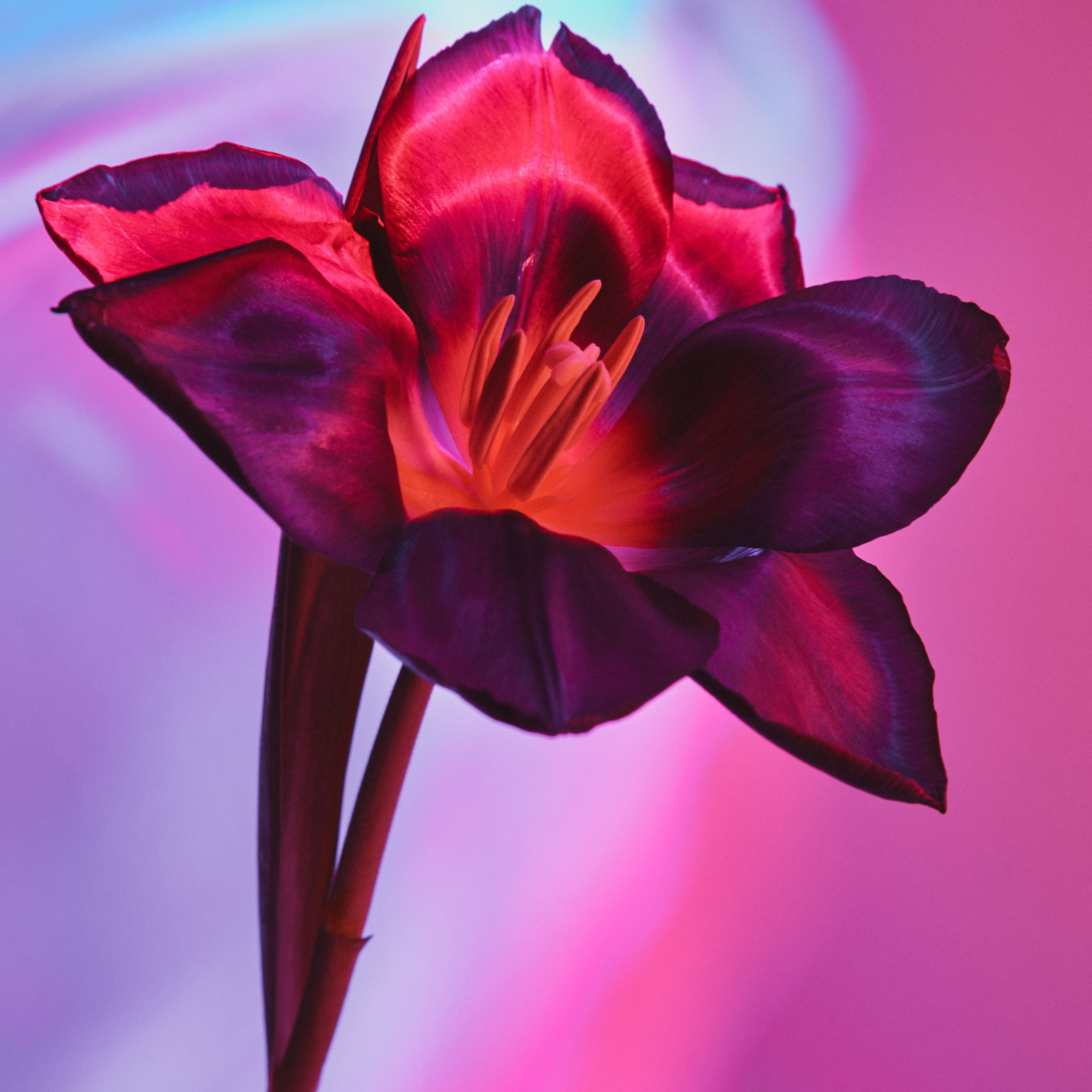 Flower. Visual artist (photo & arts)