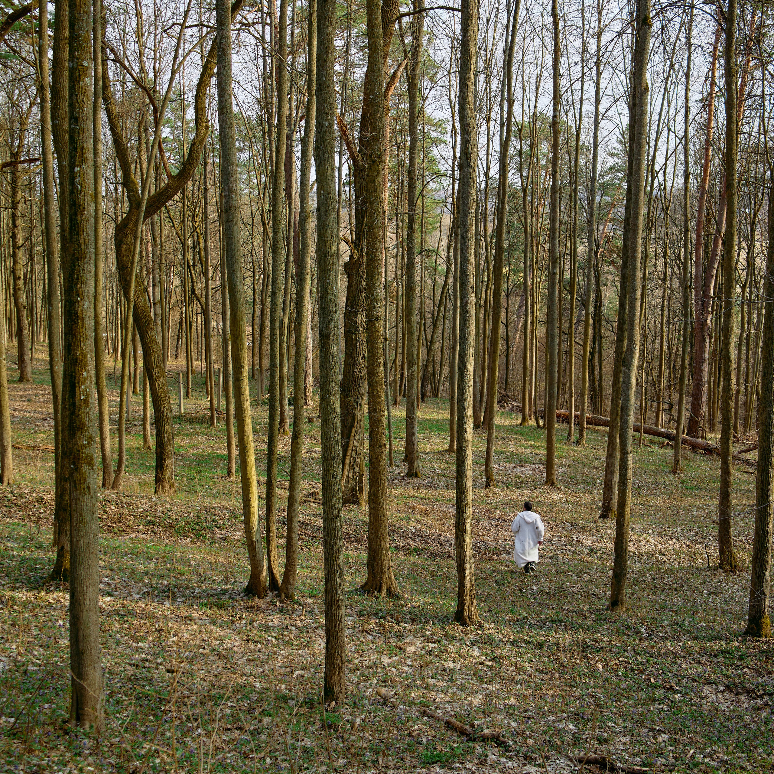 В лесу. Visual artist (photo & arts)