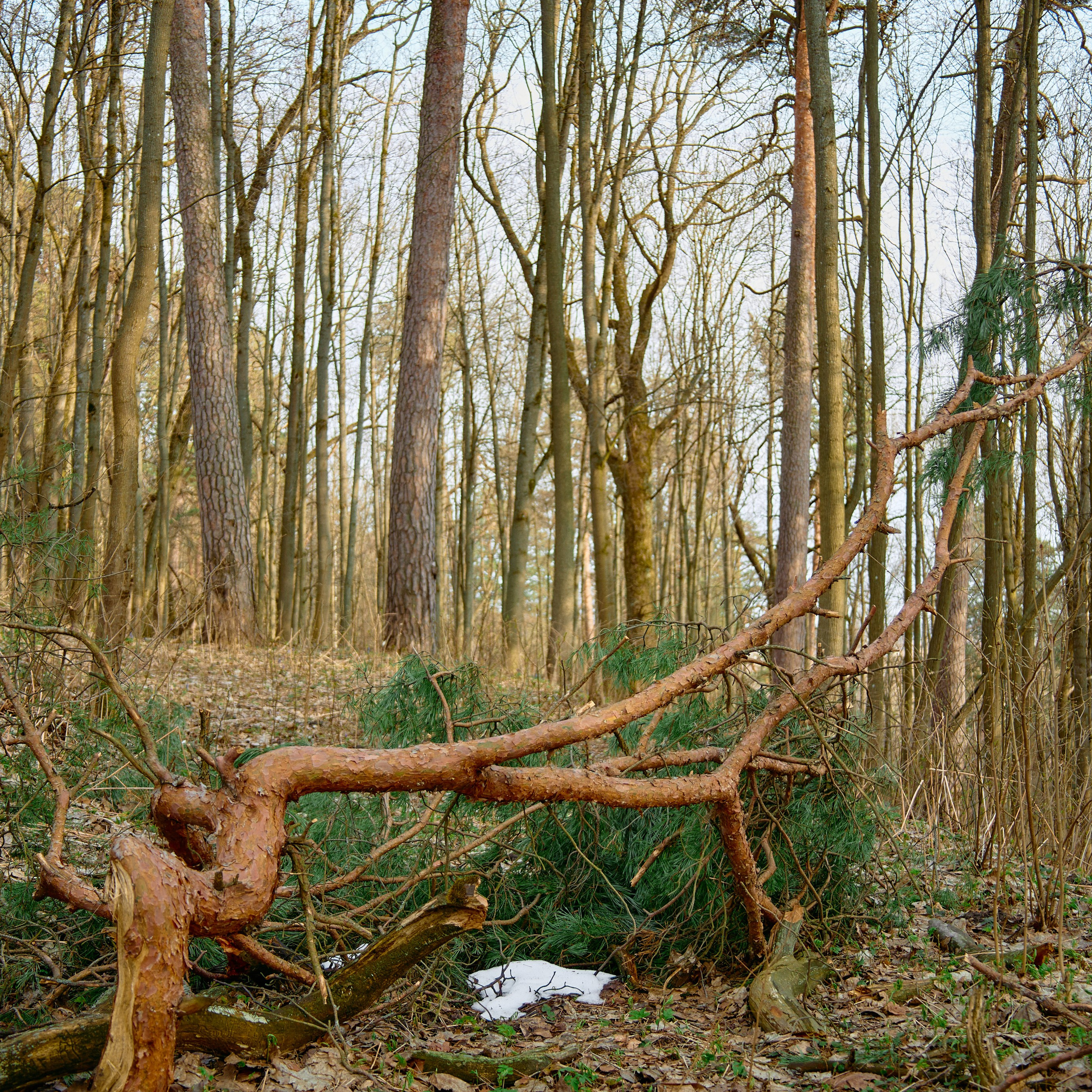 В лесу. Visual artist (photo & arts)