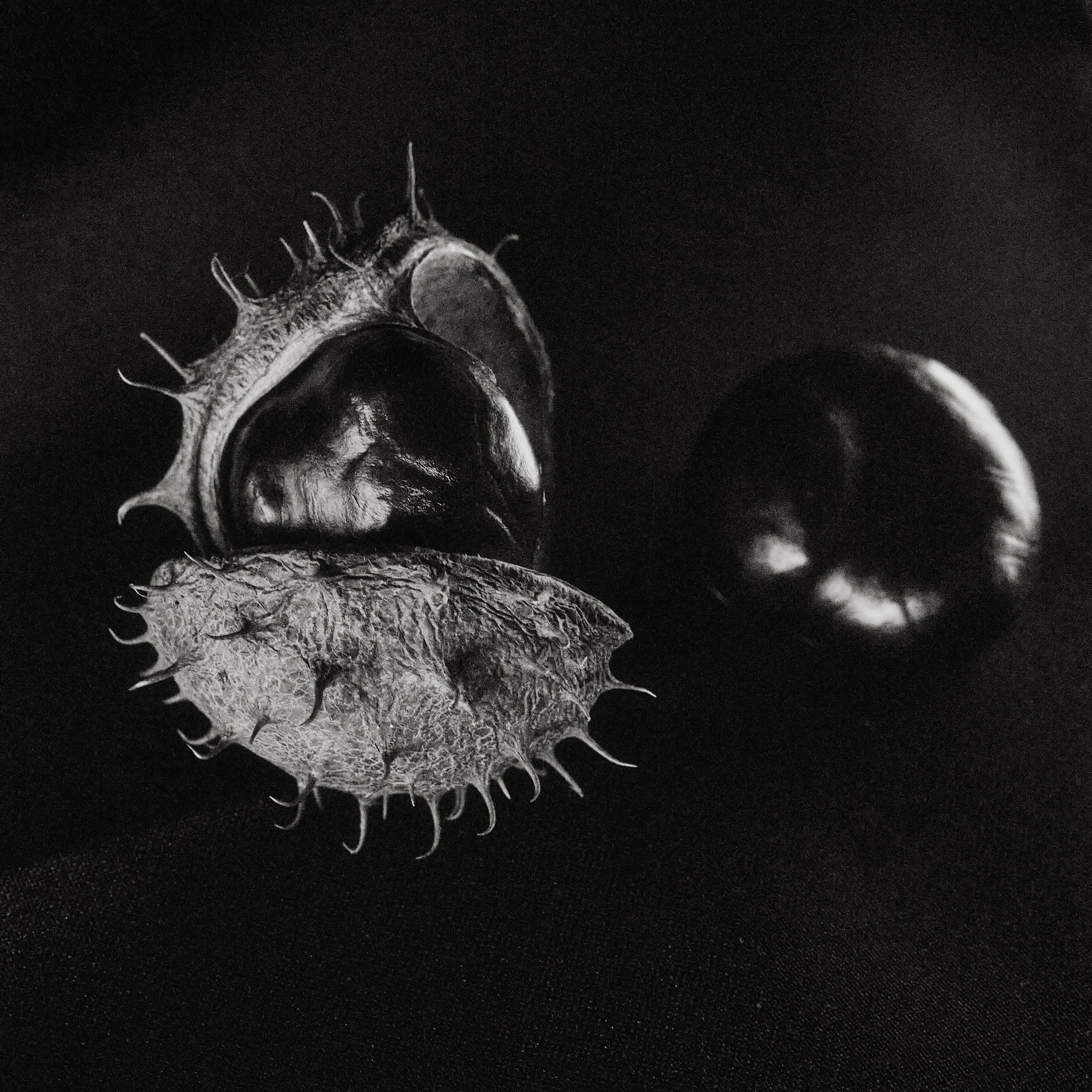 Каштаны. Предметная съемка. Натюрморт. Visual artist (photo & arts)