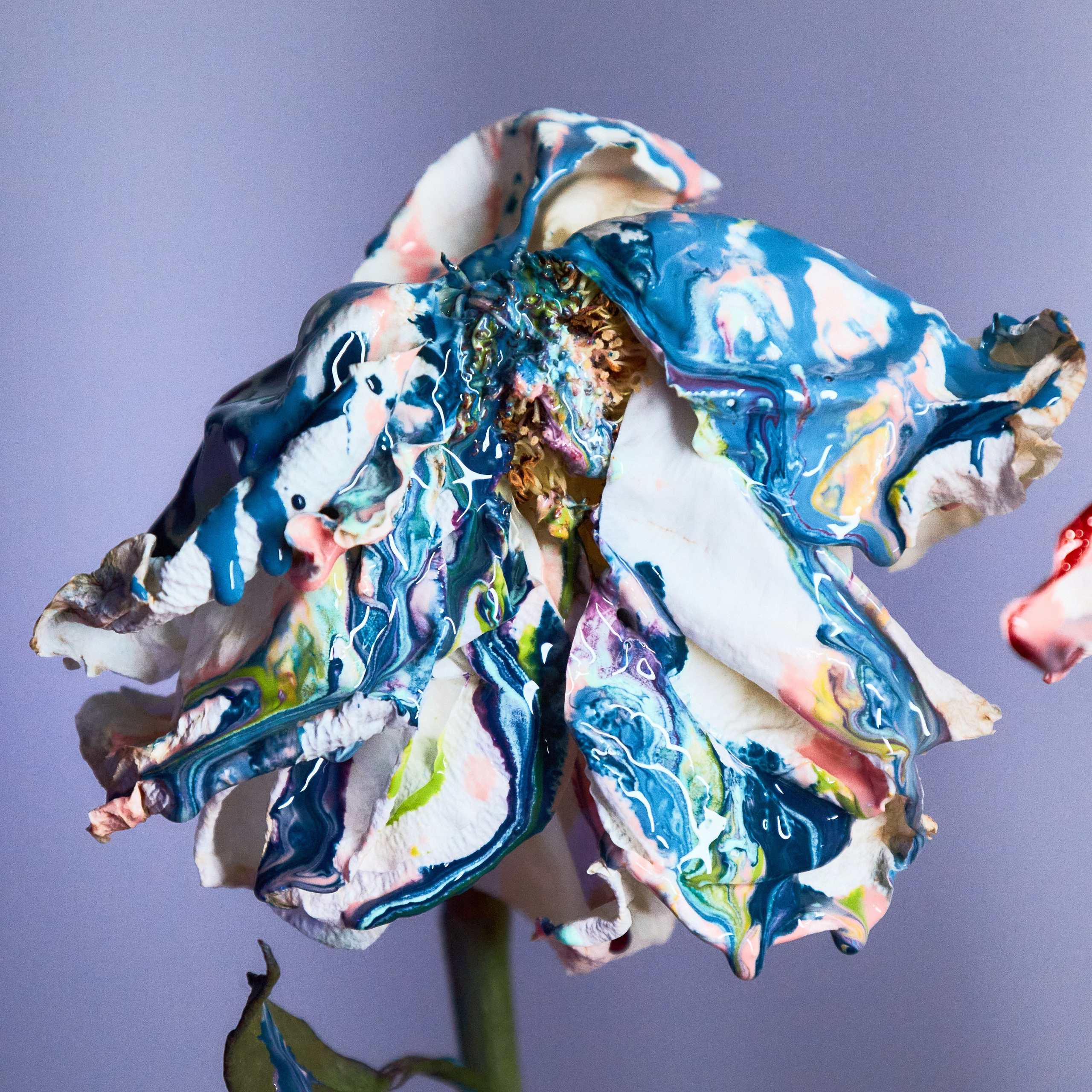 Сухоцветы. Visual artist (photo & arts)