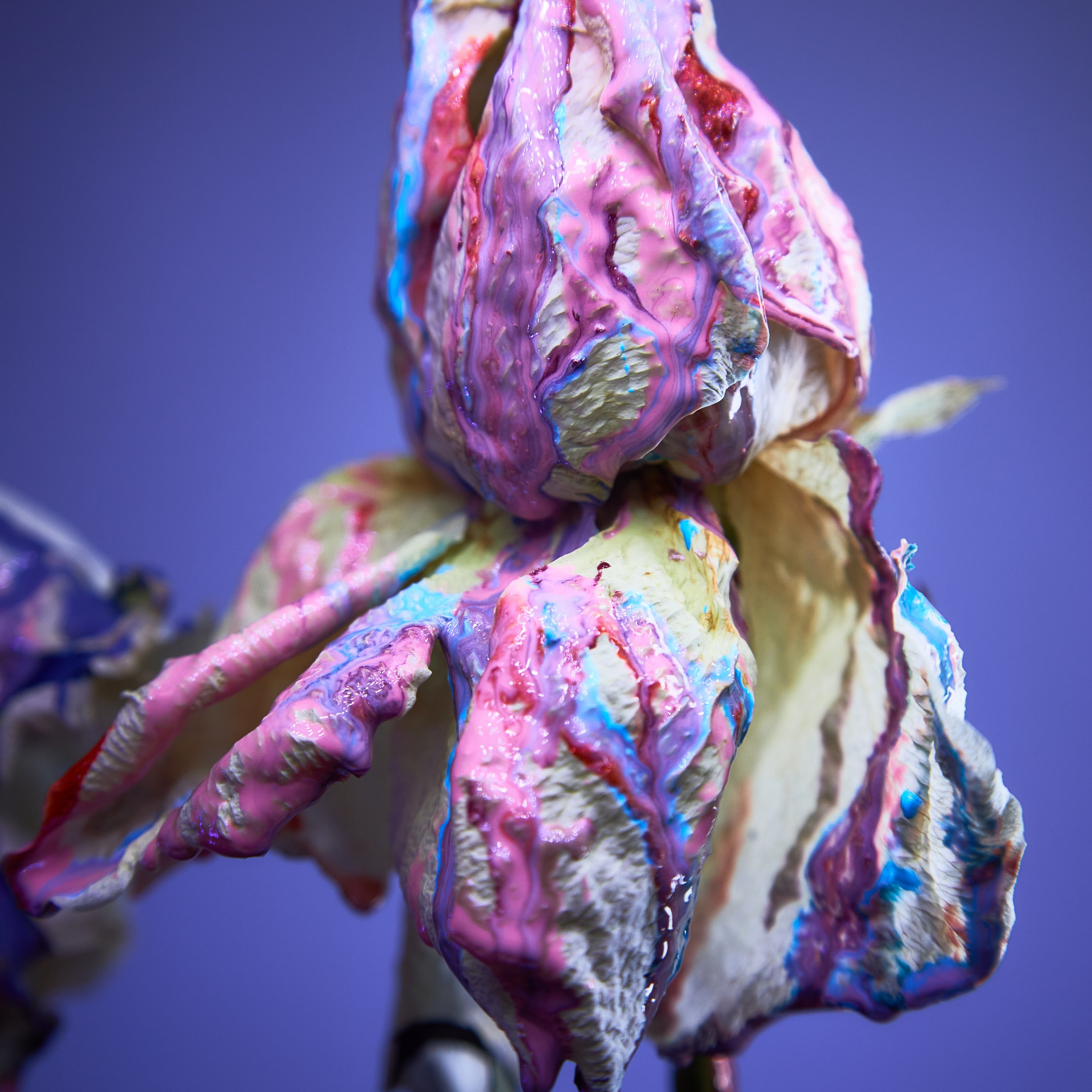 Сухоцветы. Visual artist (photo & arts)