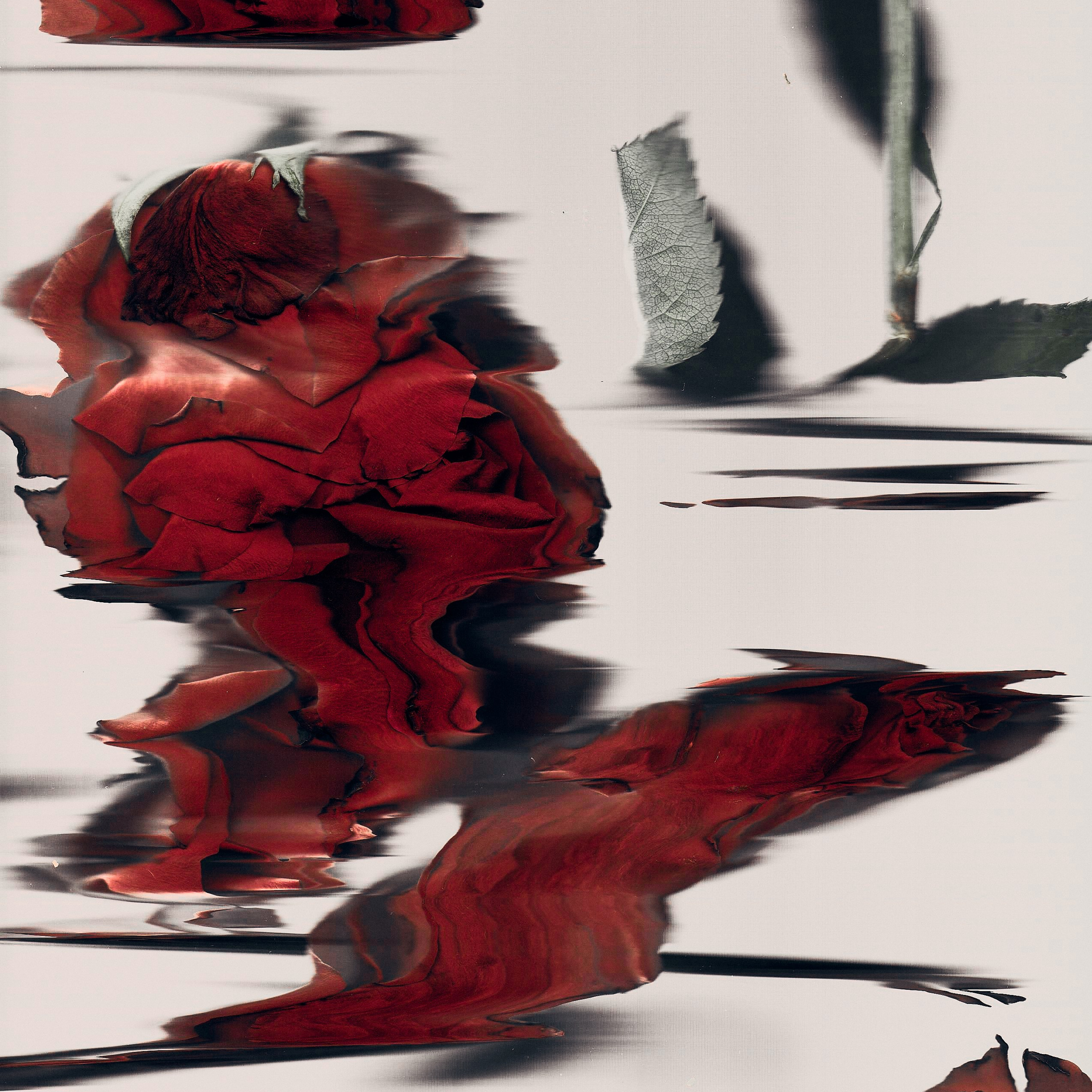 Distorted Botanicals & Objects. Сканография. Visual artist (photo & arts)