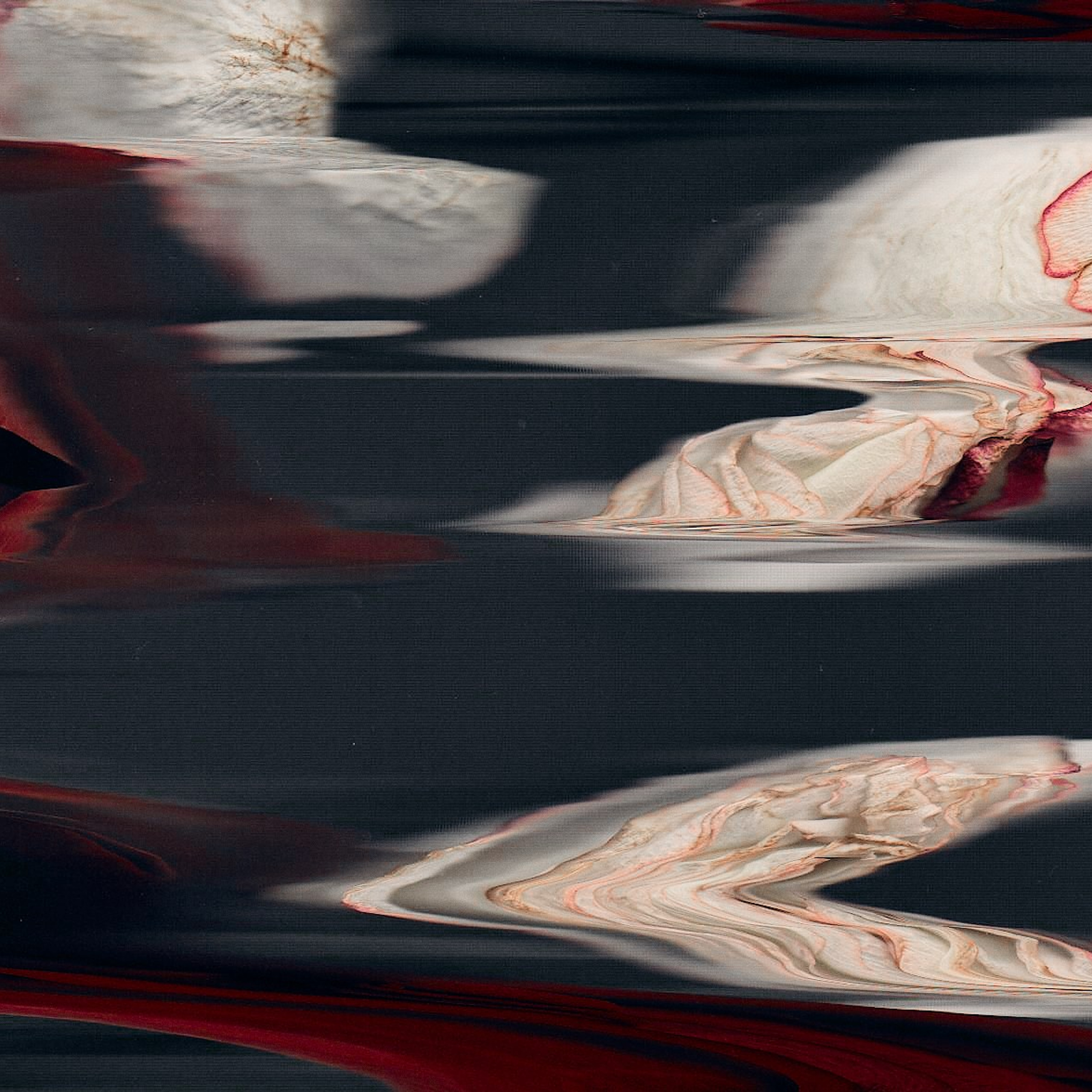 Distorted Botanicals & Objects. Сканография. Visual artist (photo & arts)