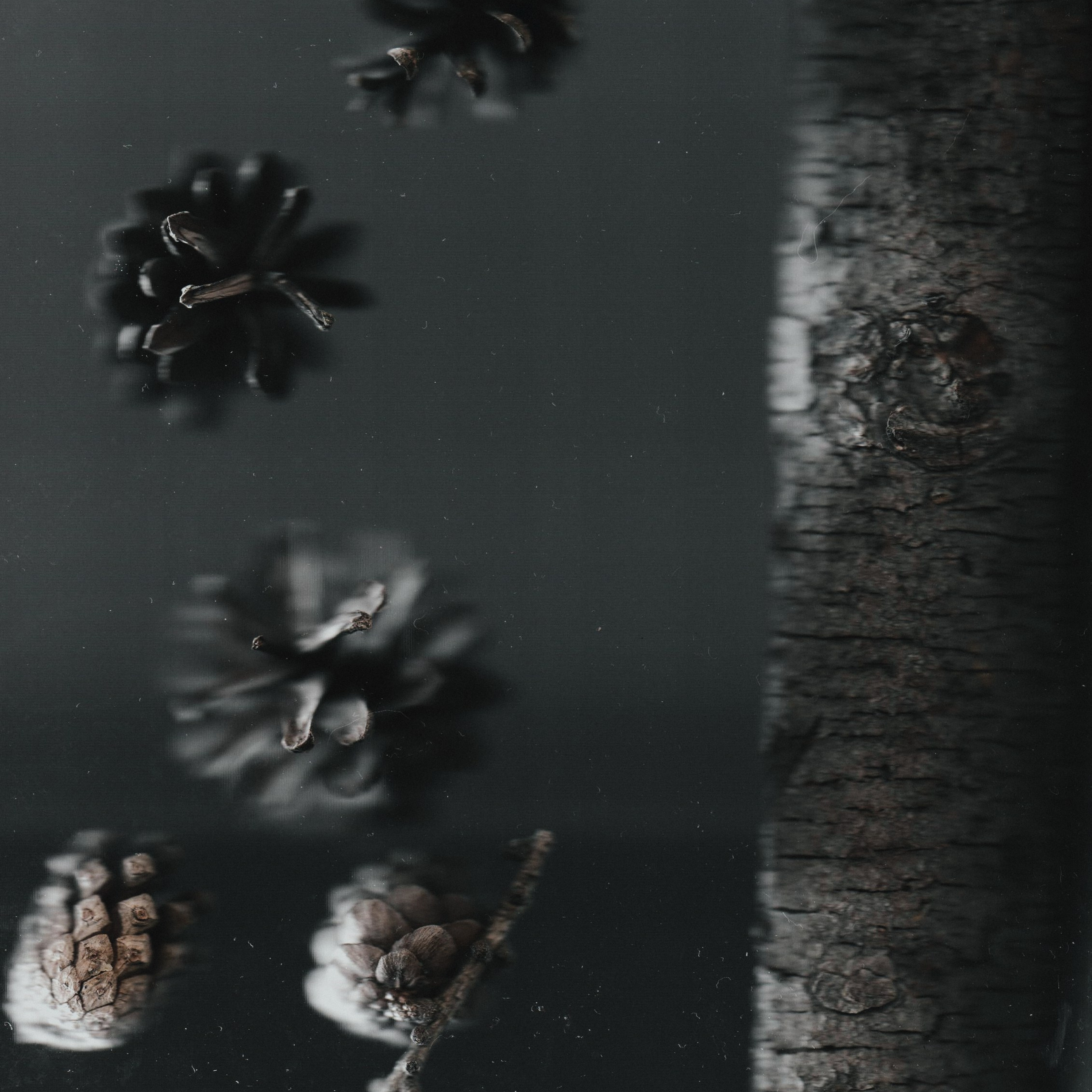 Distorted Botanicals & Objects. Сканография. Visual artist (photo & arts)