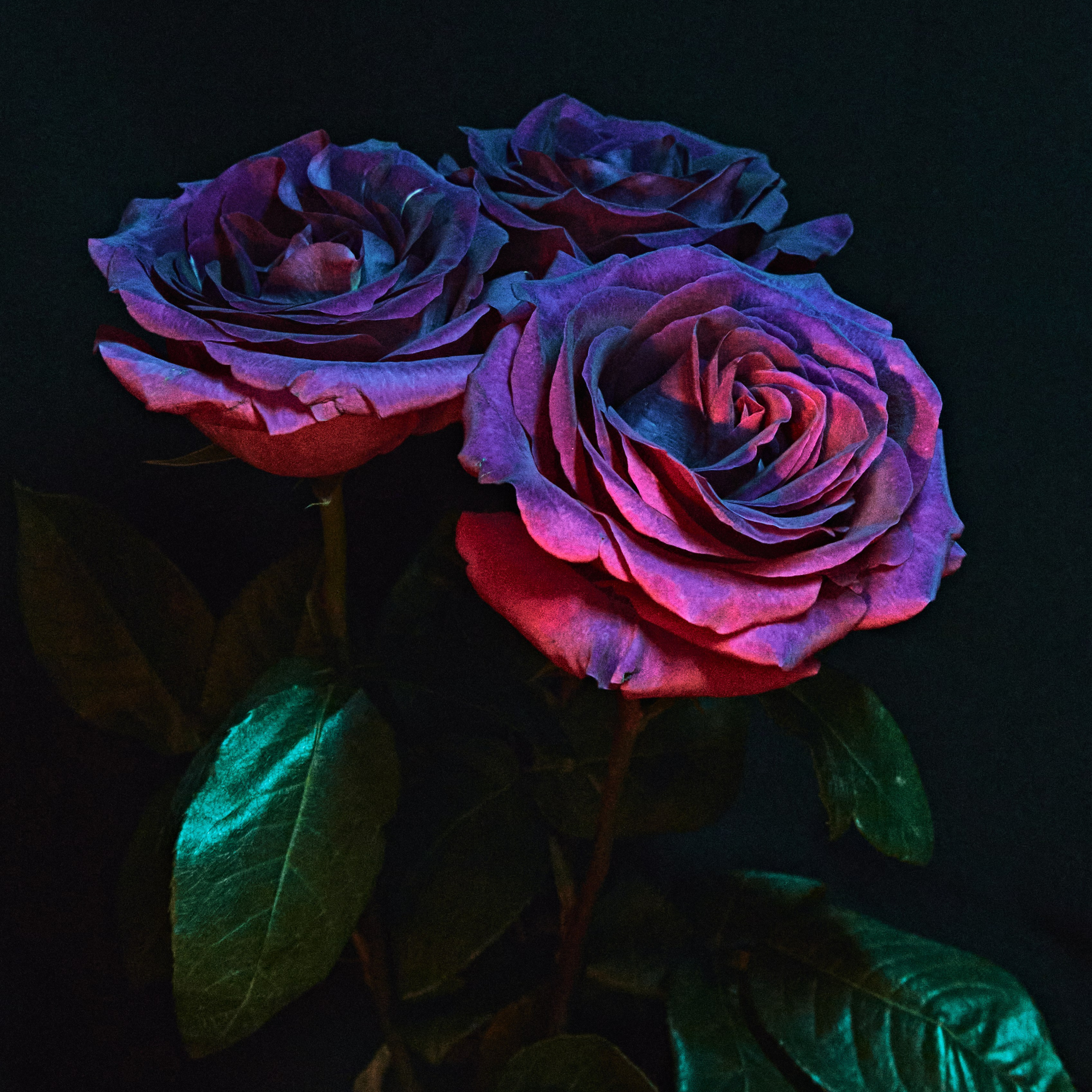 Roses. Visual artist (photo & arts)