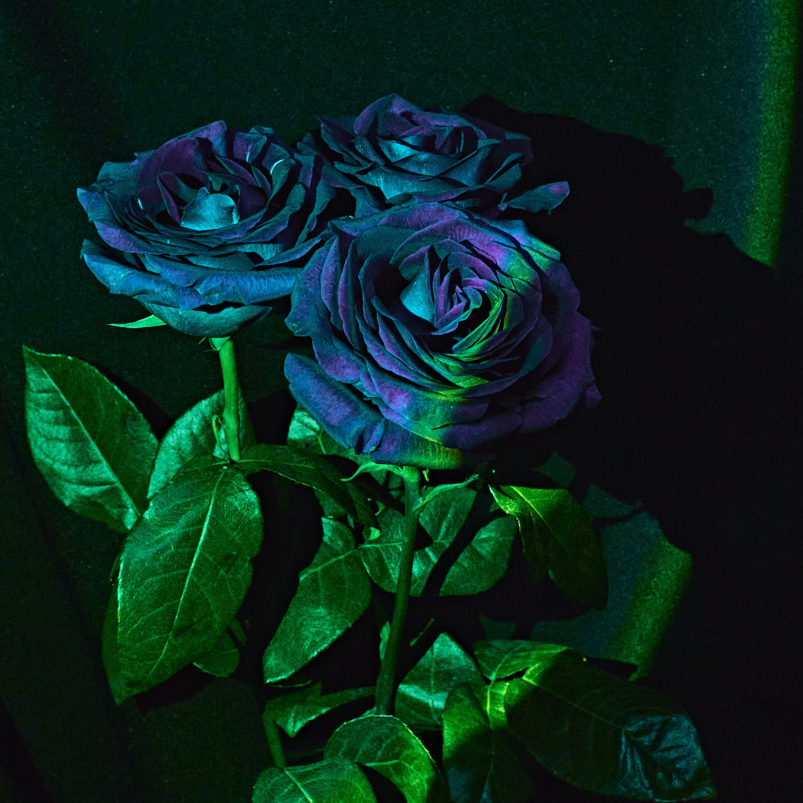 Roses. Visual artist (photo & arts)