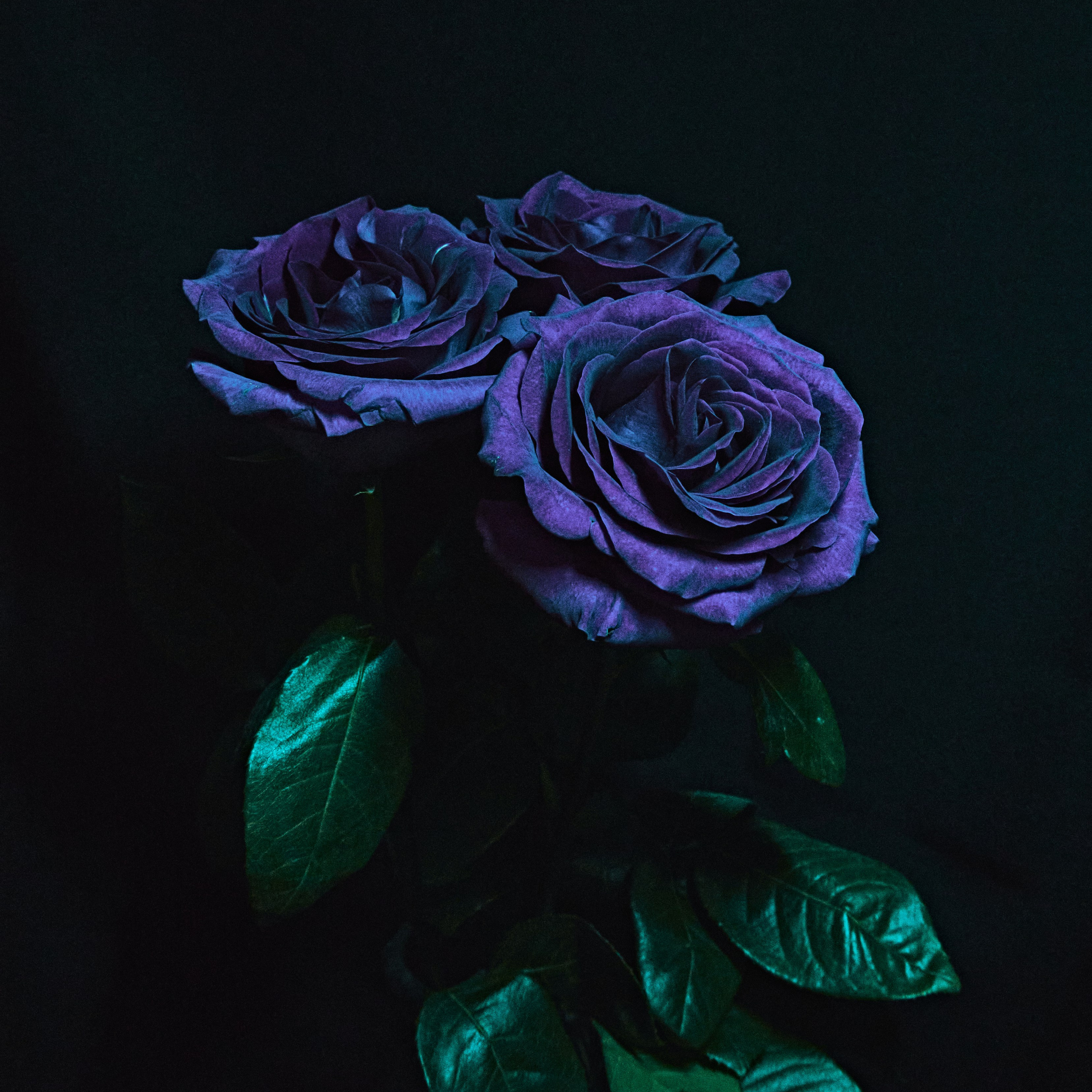 Roses. Visual artist (photo & arts)