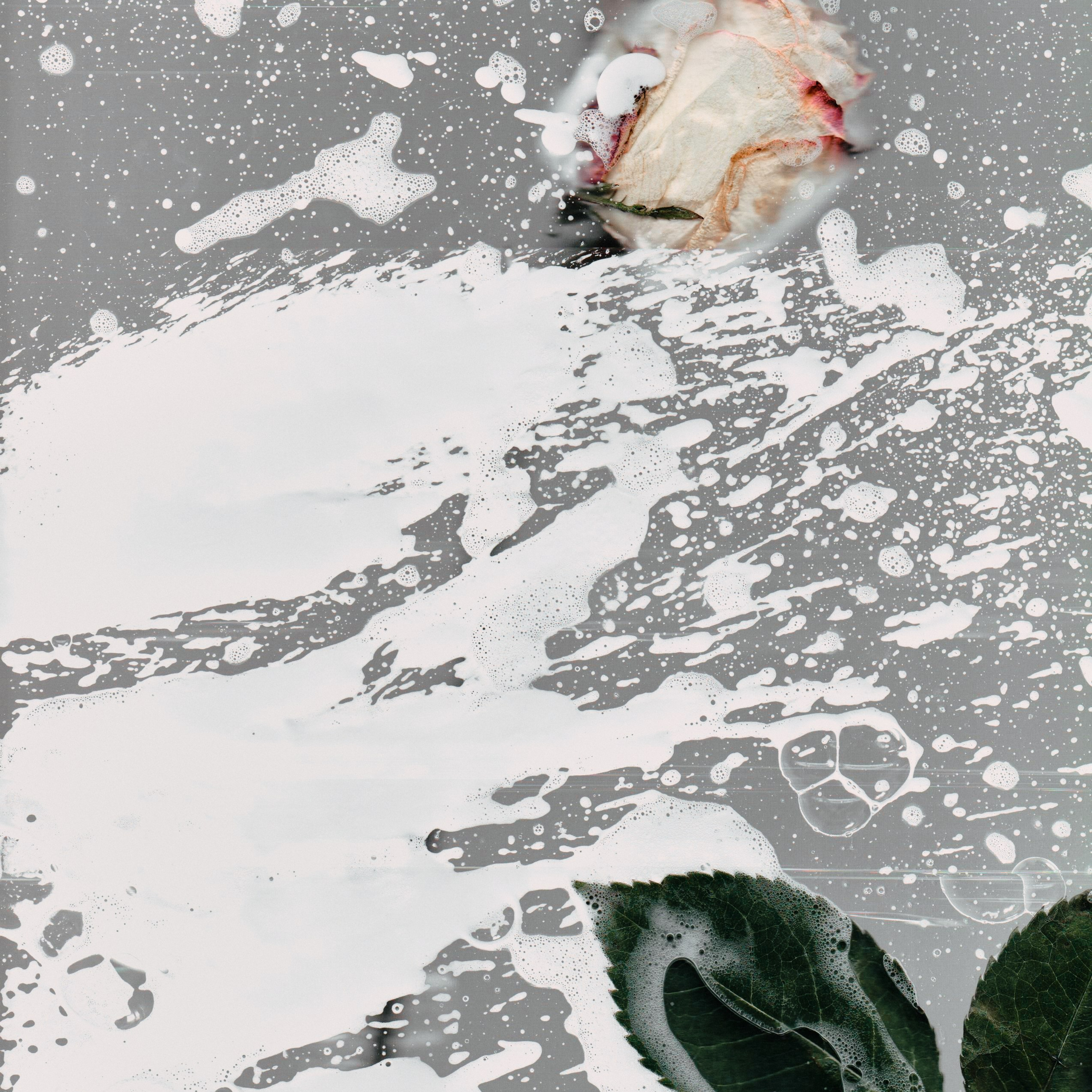 Distorted Botanicals & Objects. Сканография. Visual artist (photo & arts)