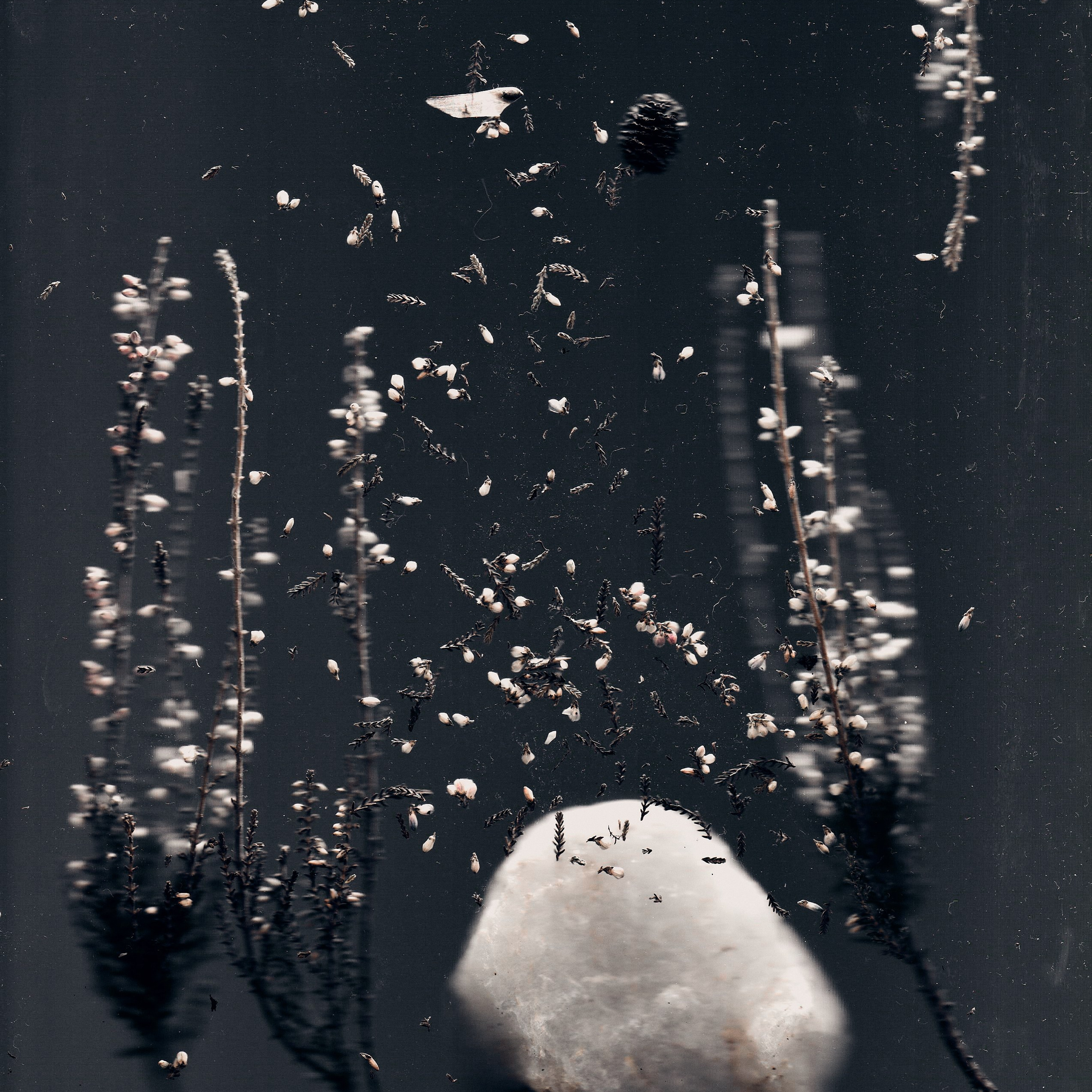 Distorted Botanicals & Objects. Сканография. Visual artist (photo & arts)