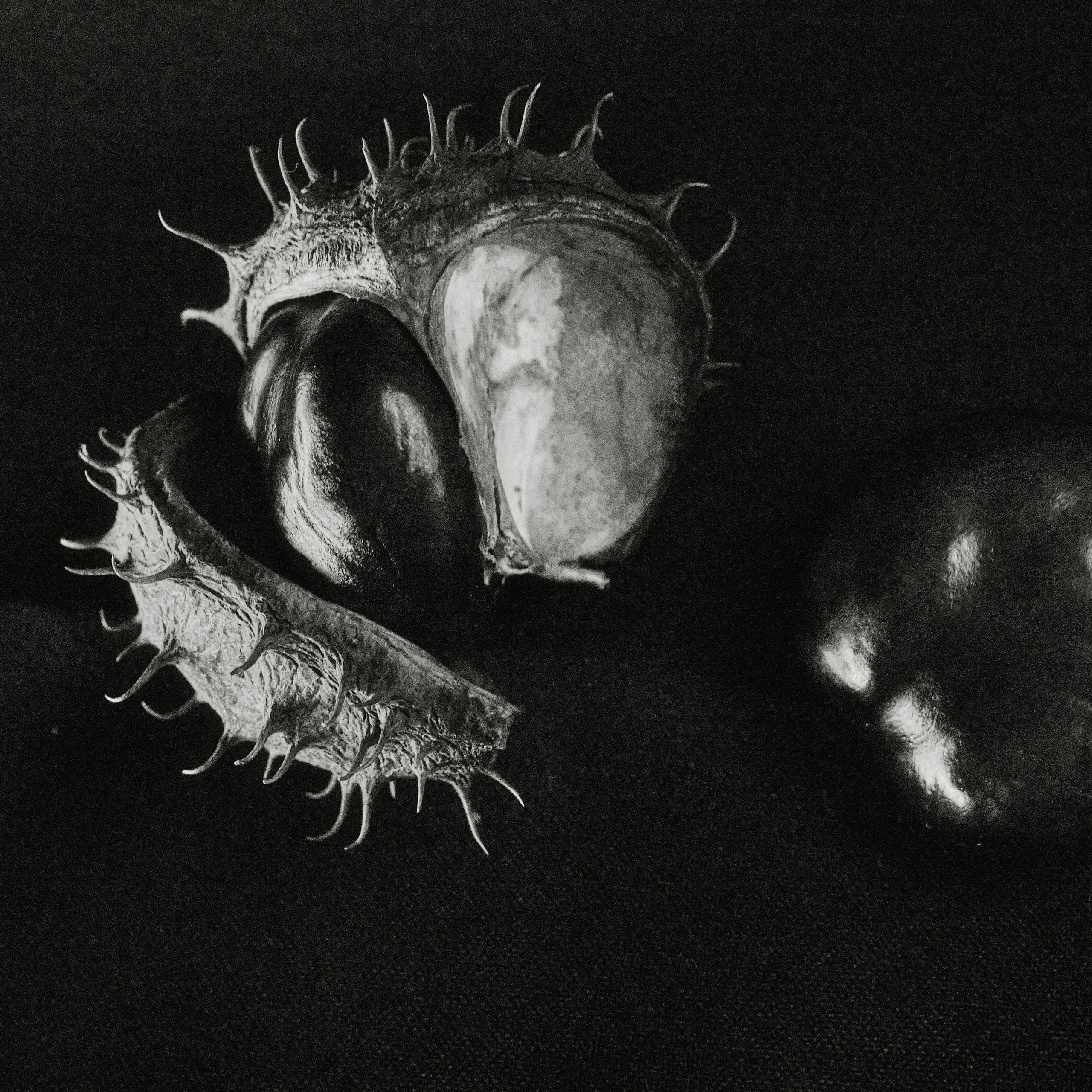 Каштаны. Предметная съемка. Натюрморт. Visual artist (photo & arts)