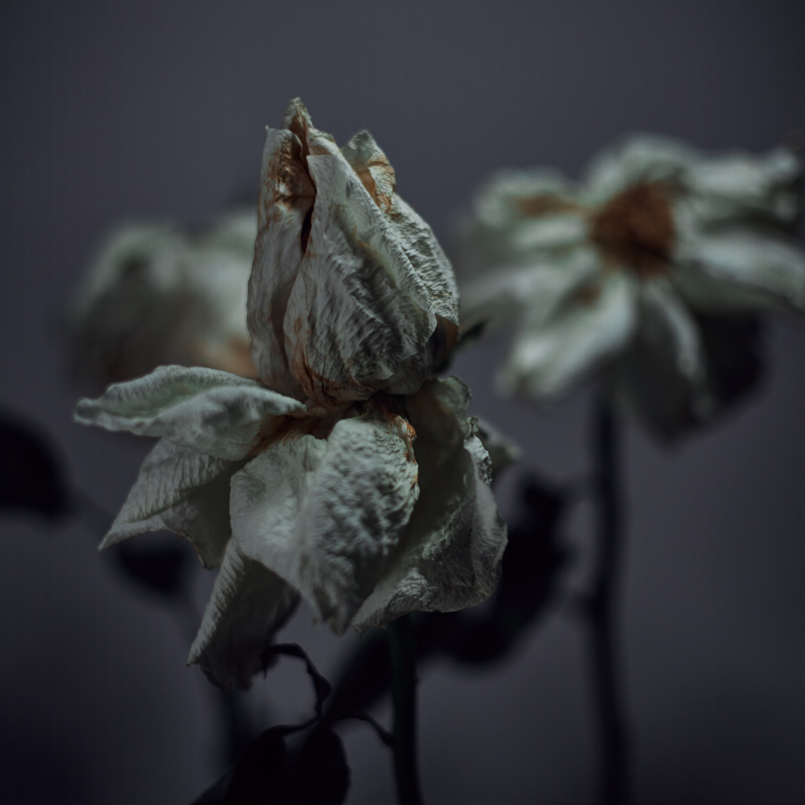 Сухоцветы. Visual artist (photo & arts)