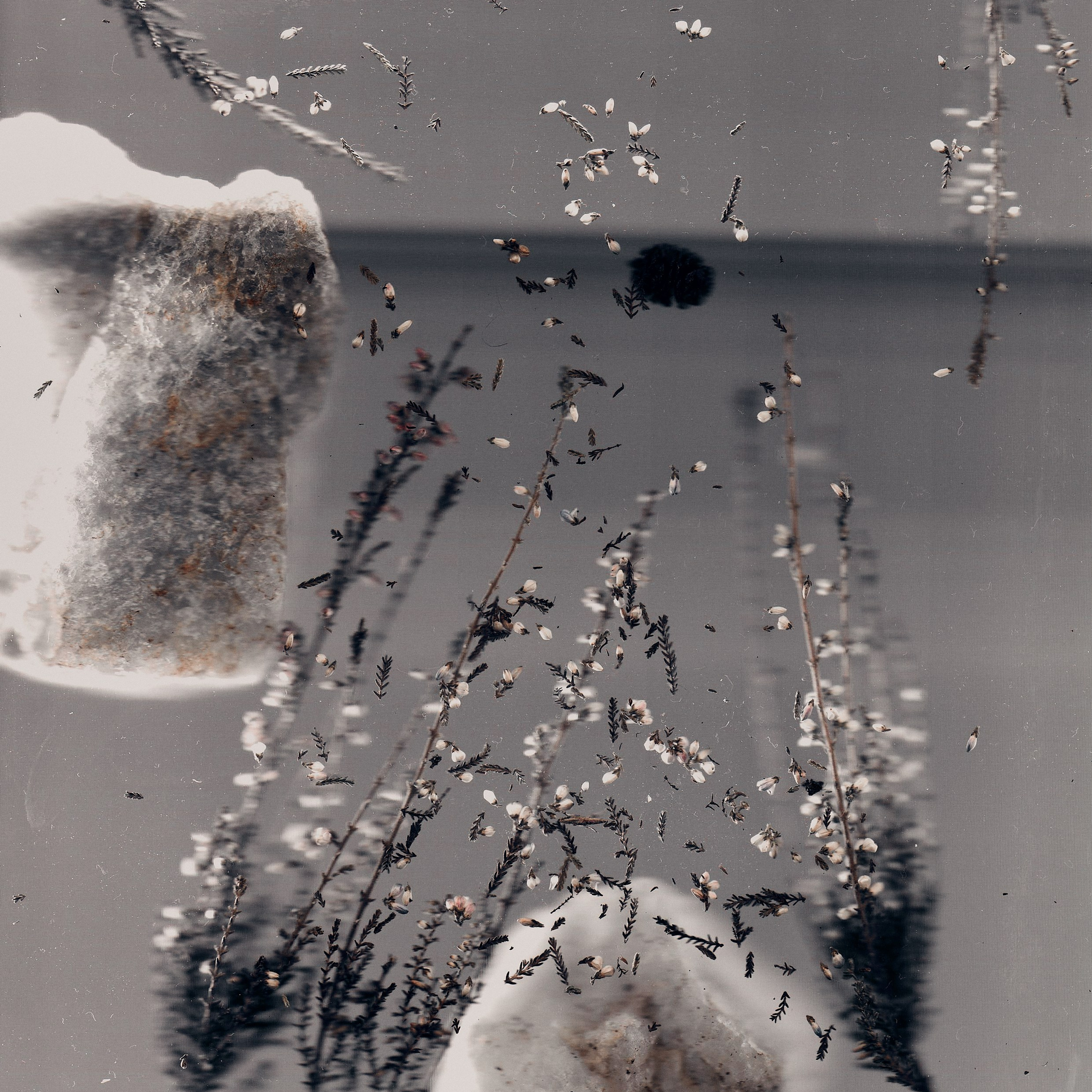 Distorted Botanicals & Objects. Сканография. Visual artist (photo & arts)