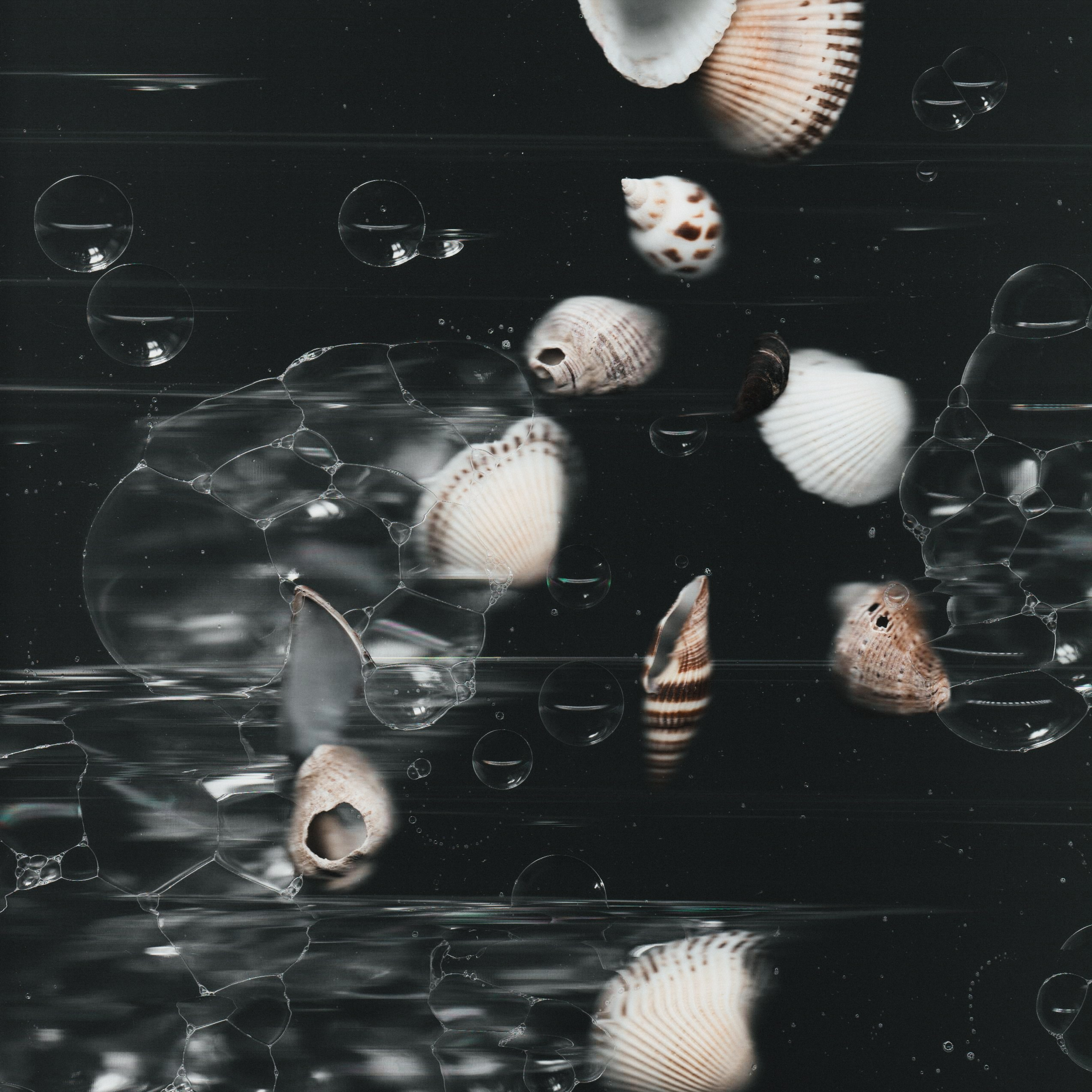 Distorted Botanicals & Objects. Сканография. Visual artist (photo & arts)