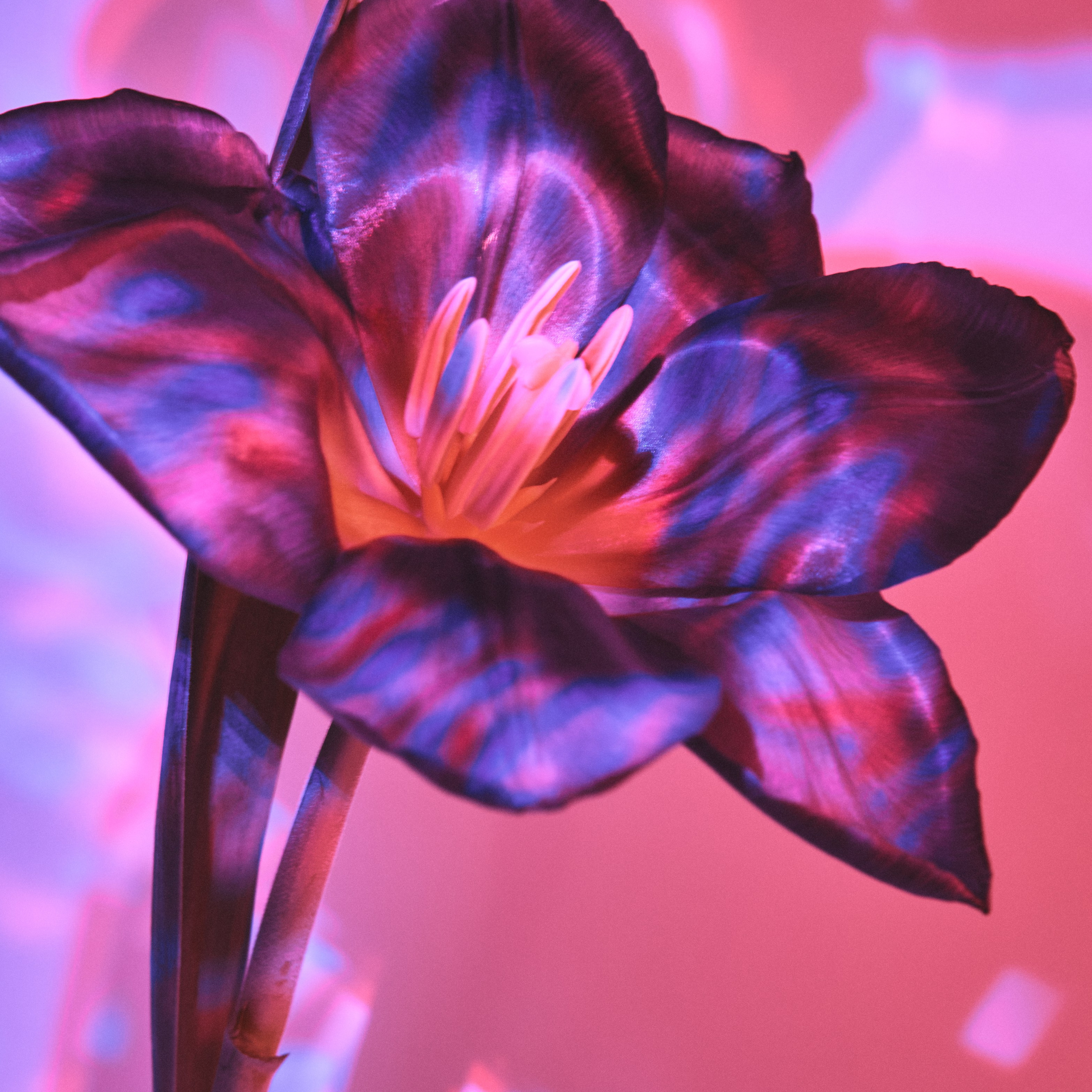 Flower. Visual artist (photo & arts)