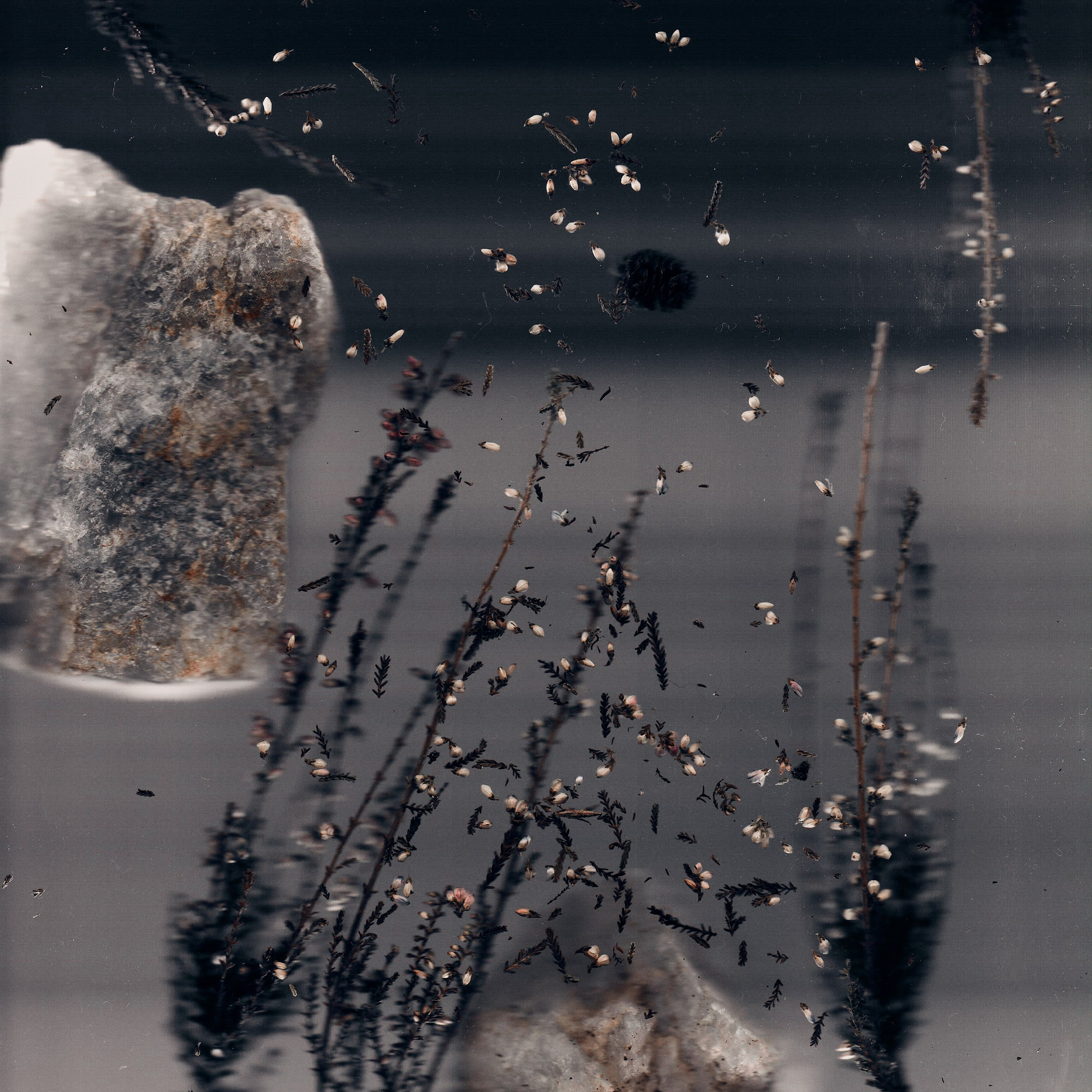 Distorted Botanicals & Objects. Сканография. Visual artist (photo & arts)