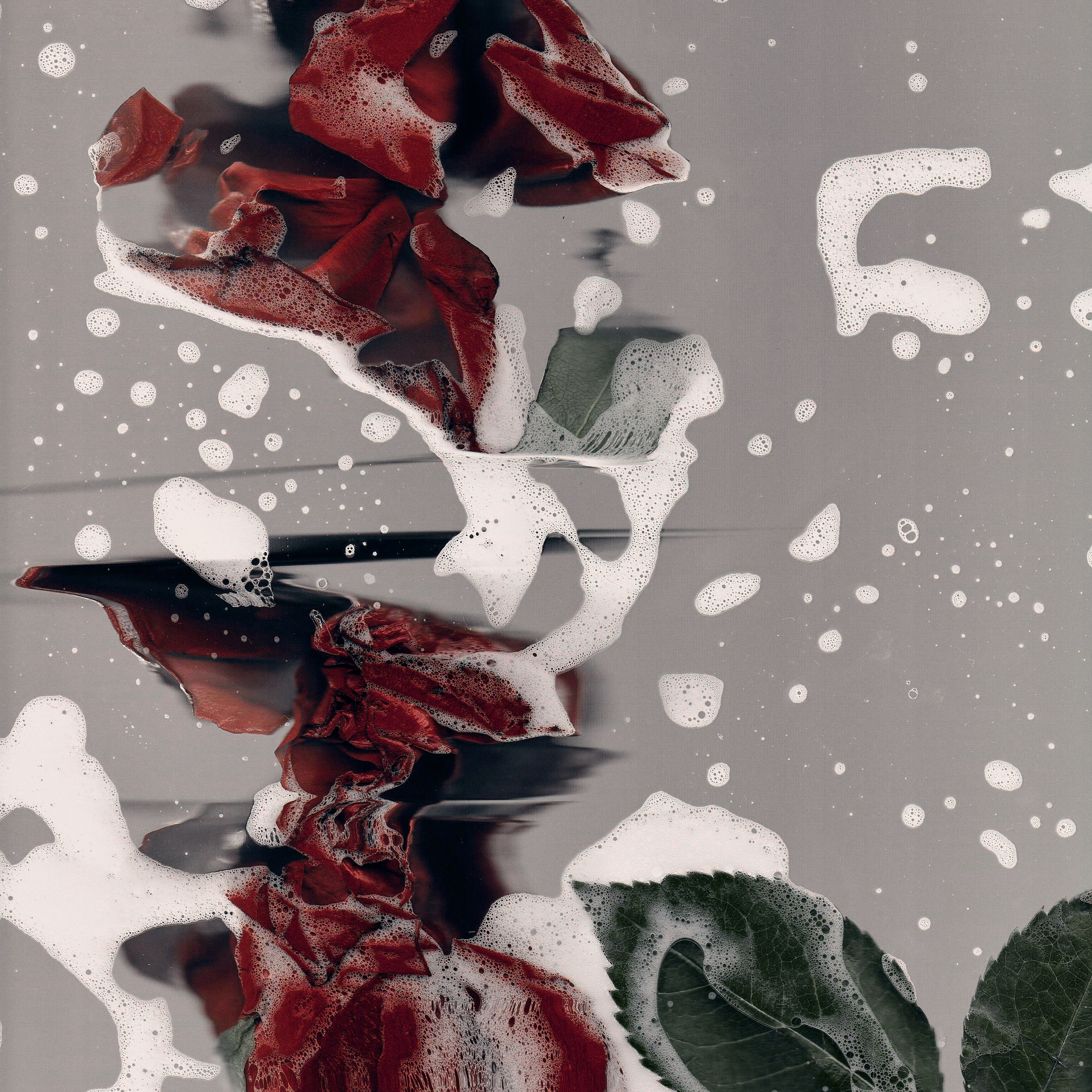 Distorted Botanicals & Objects. Сканография. Visual artist (photo & arts)