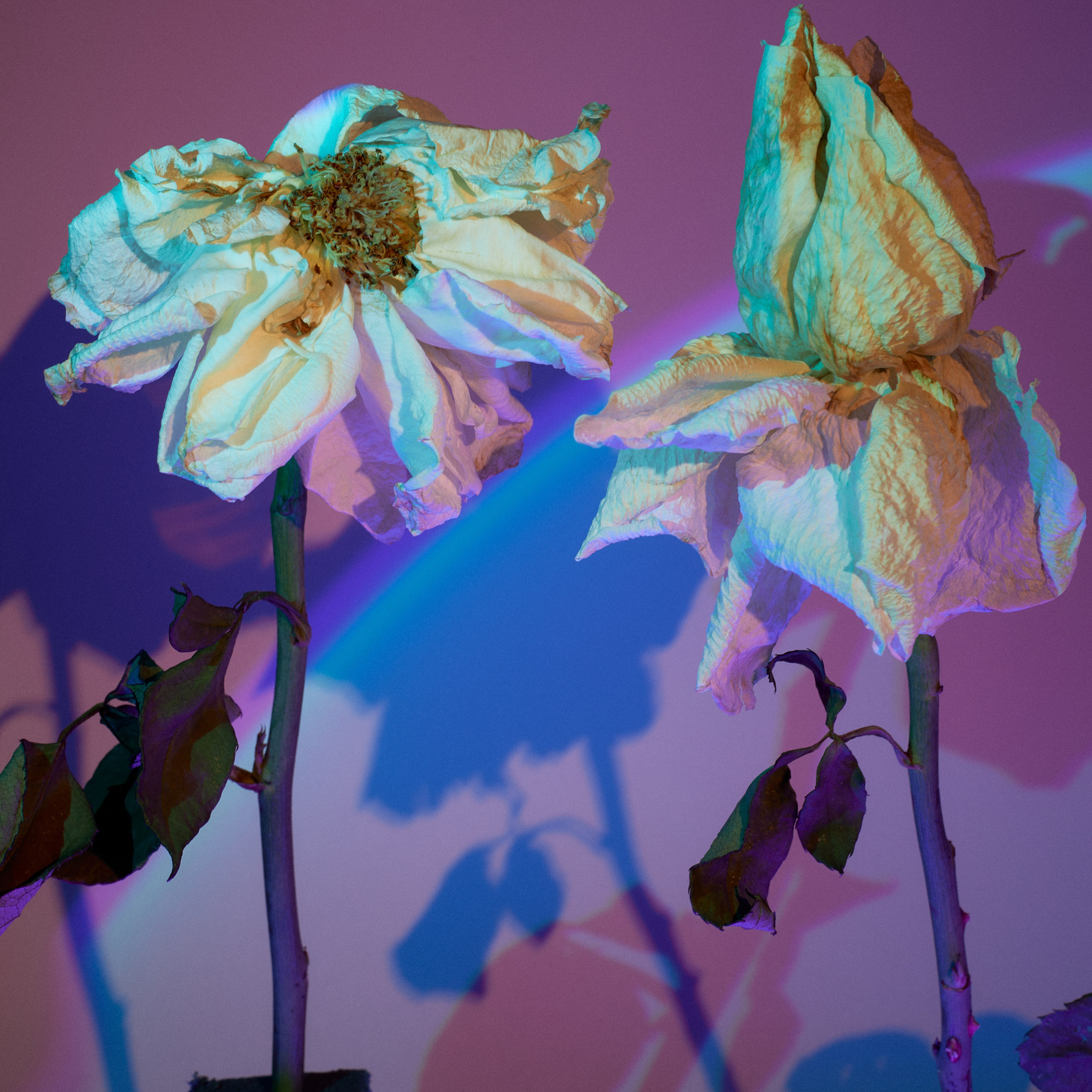 Сухоцветы. Visual artist (photo & arts)