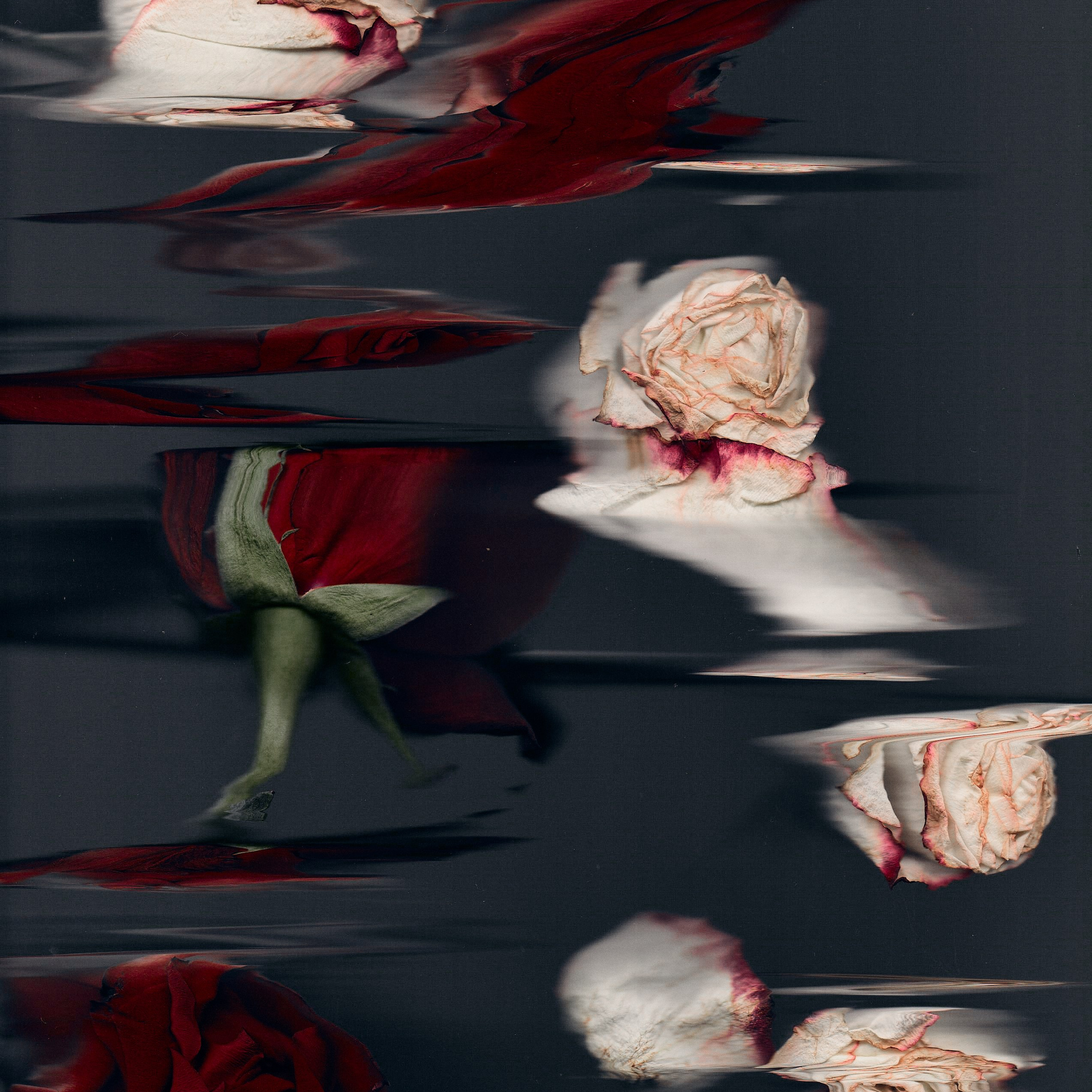 Distorted Botanicals & Objects. Сканография. Visual artist (photo & arts)