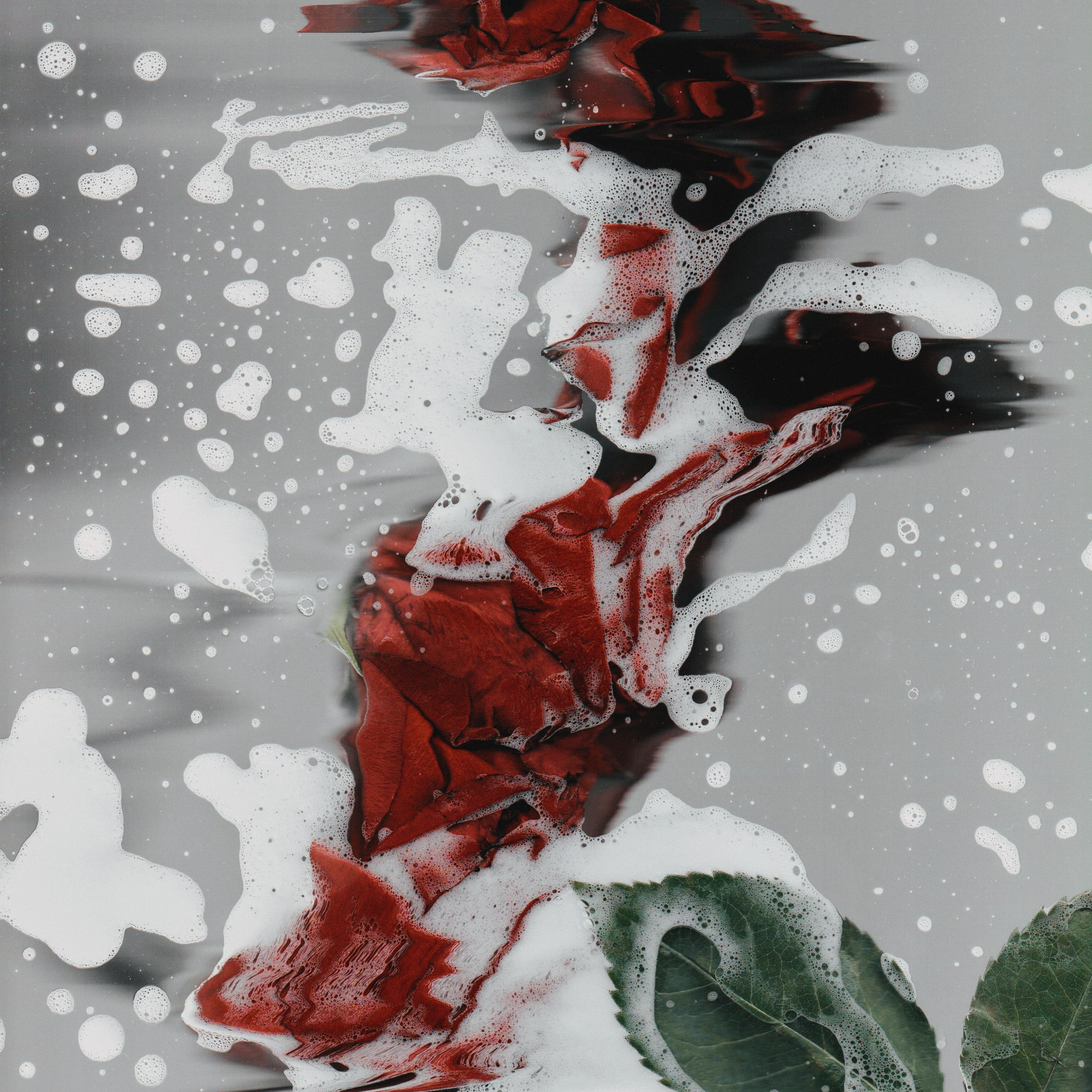 Distorted Botanicals & Objects. Сканография. Visual artist (photo & arts)