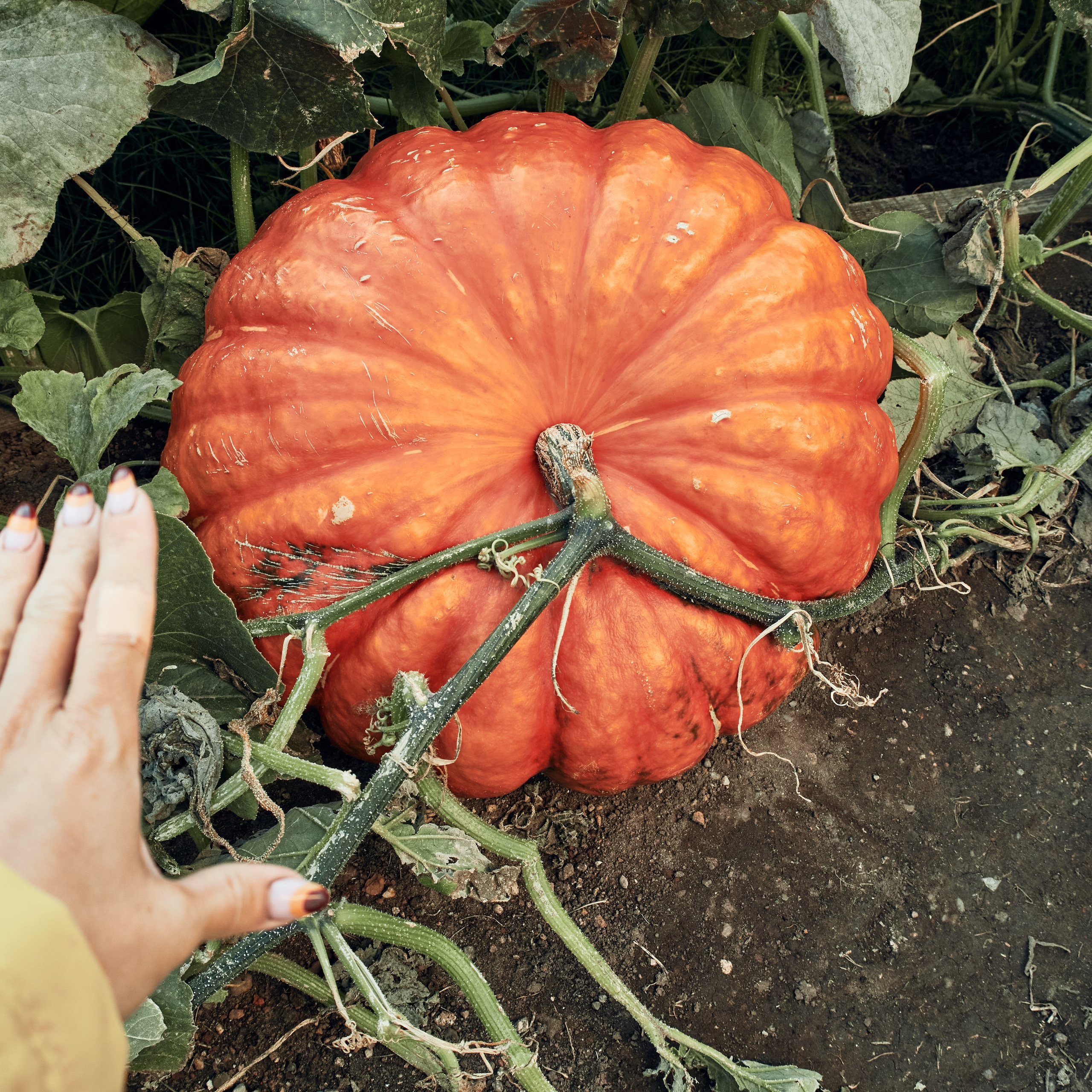 Великий Ростов или где снимали Иван Васильевича, который менял профессию. Visual artist (photo & arts)