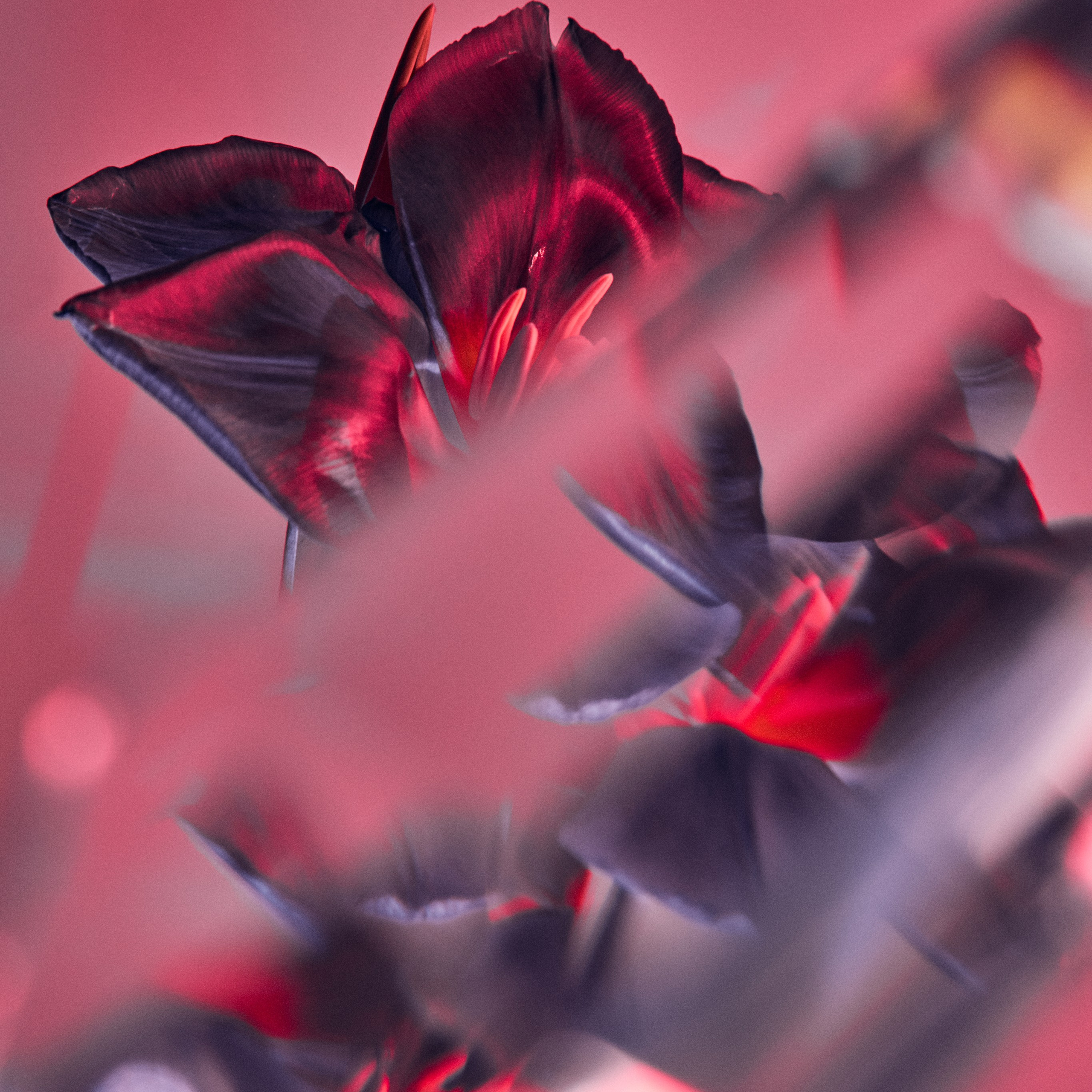 Flower. Visual artist (photo & arts)