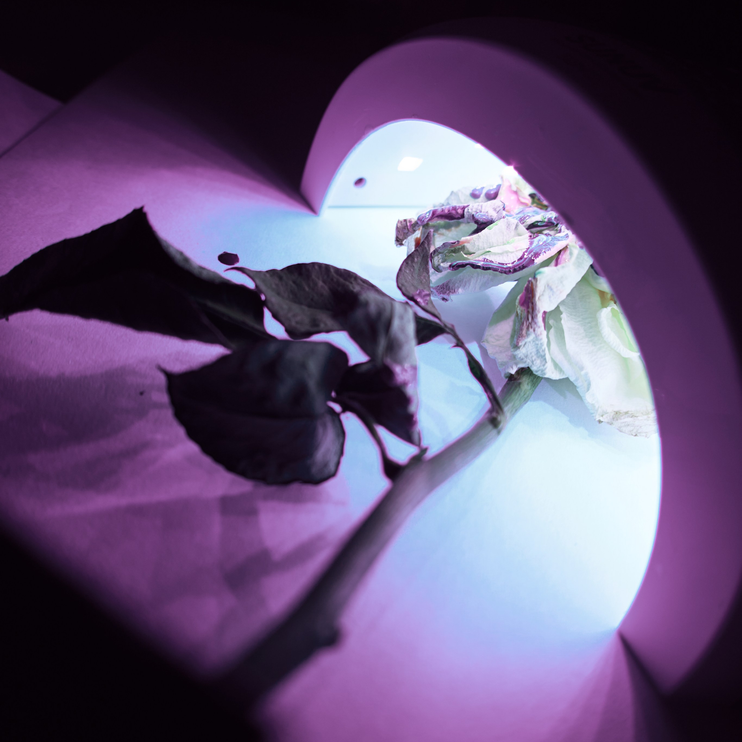 Сухоцветы. Visual artist (photo & arts)