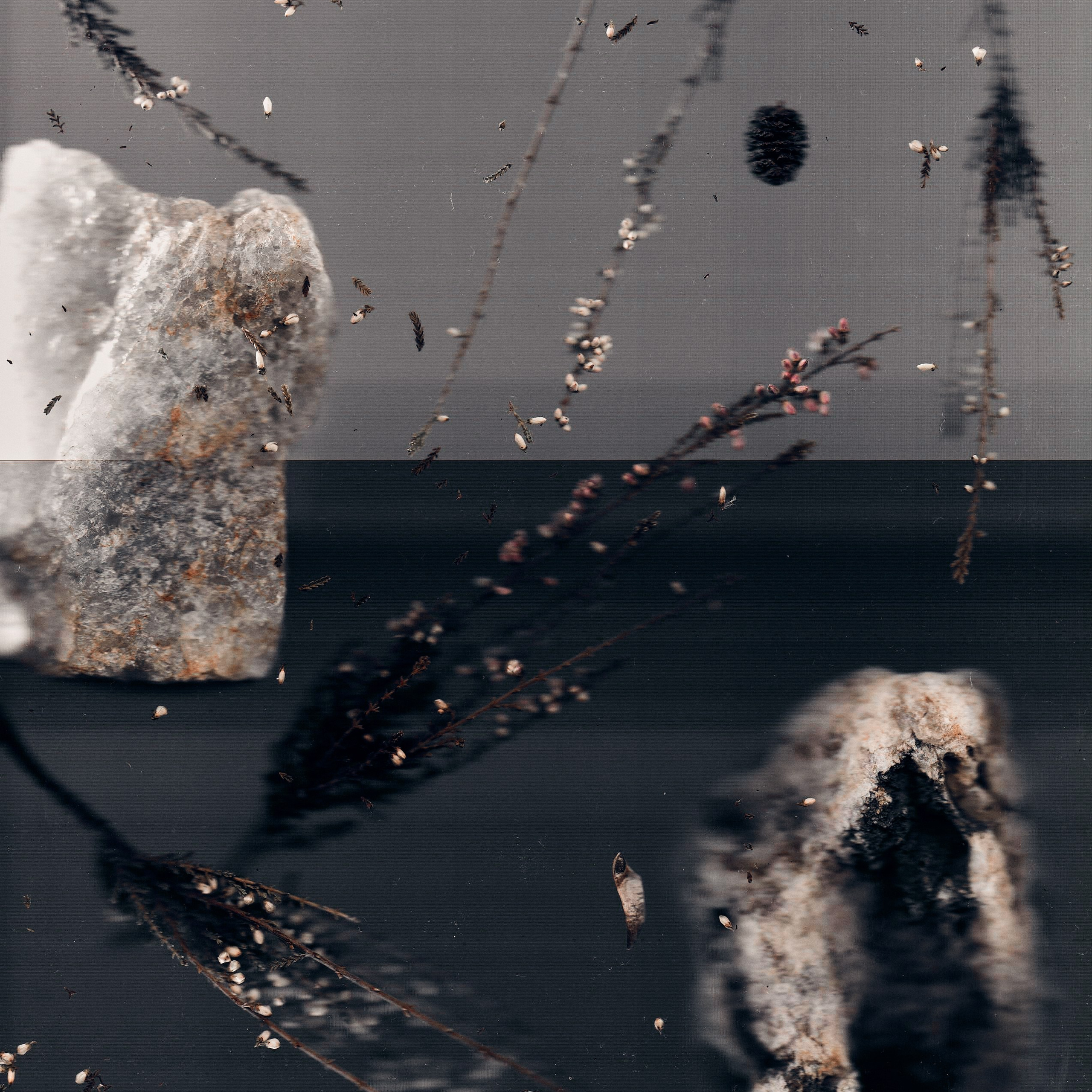 Distorted Botanicals & Objects. Сканография. Visual artist (photo & arts)