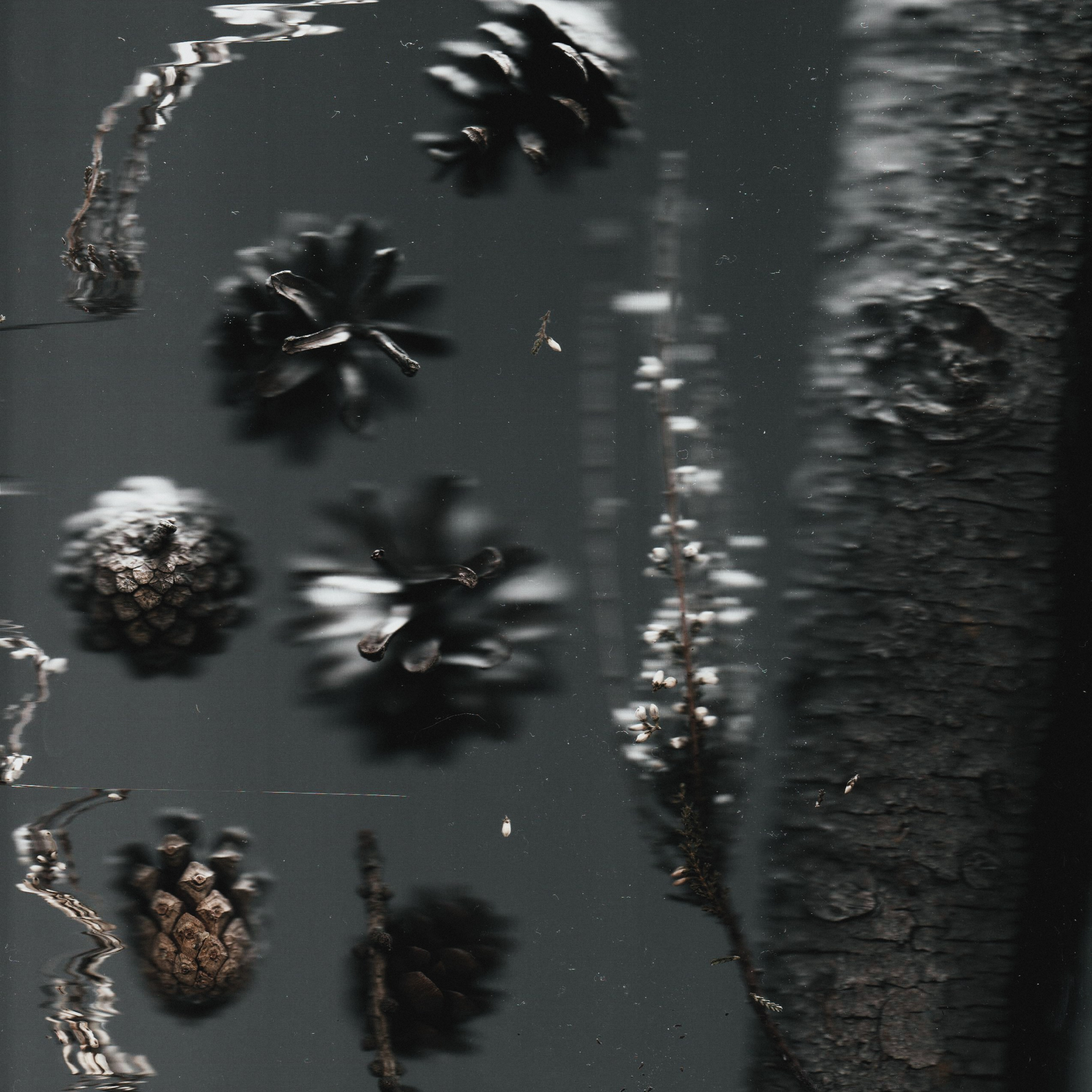 Distorted Botanicals & Objects. Сканография. Visual artist (photo & arts)