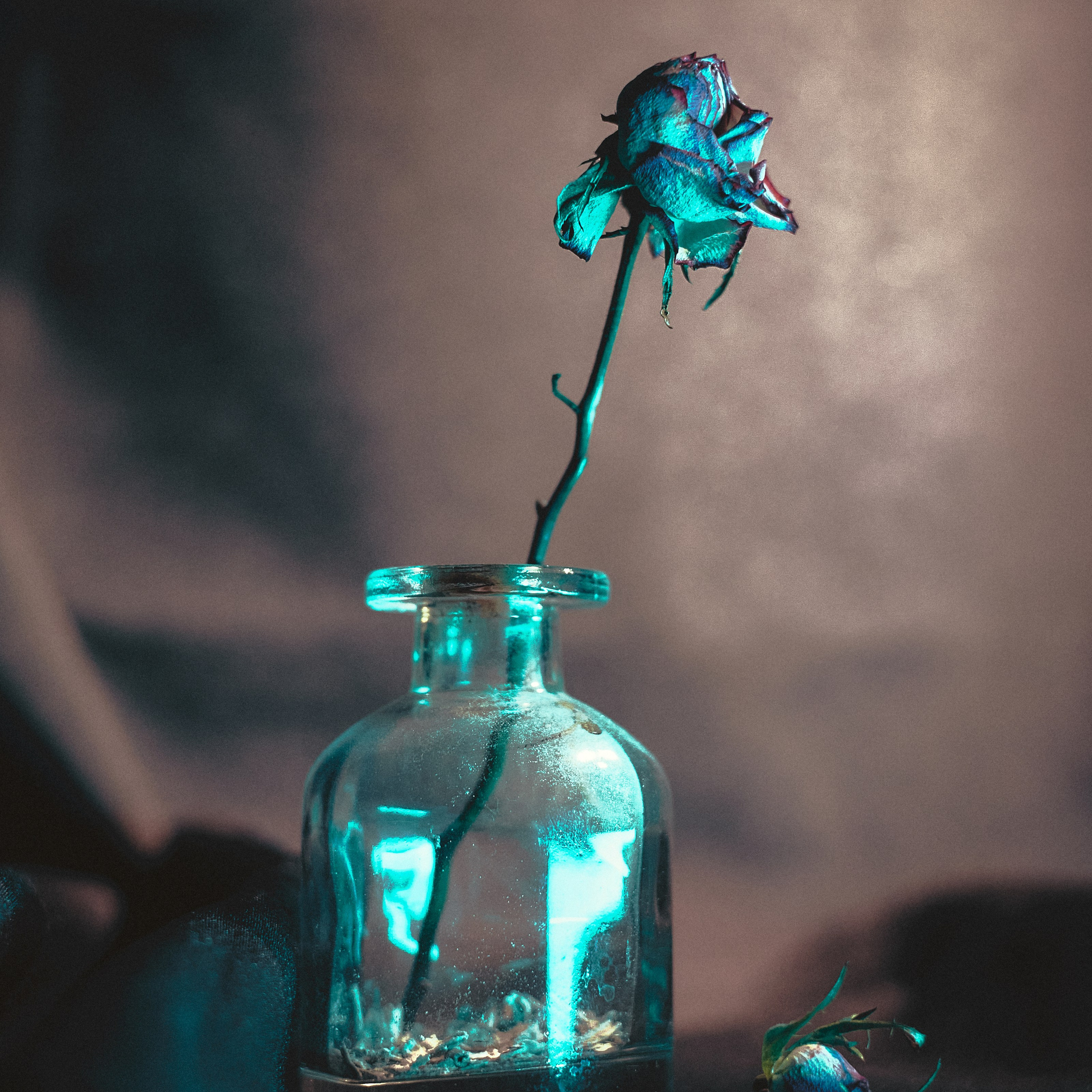 Сухоцветы. Visual artist (photo & arts)