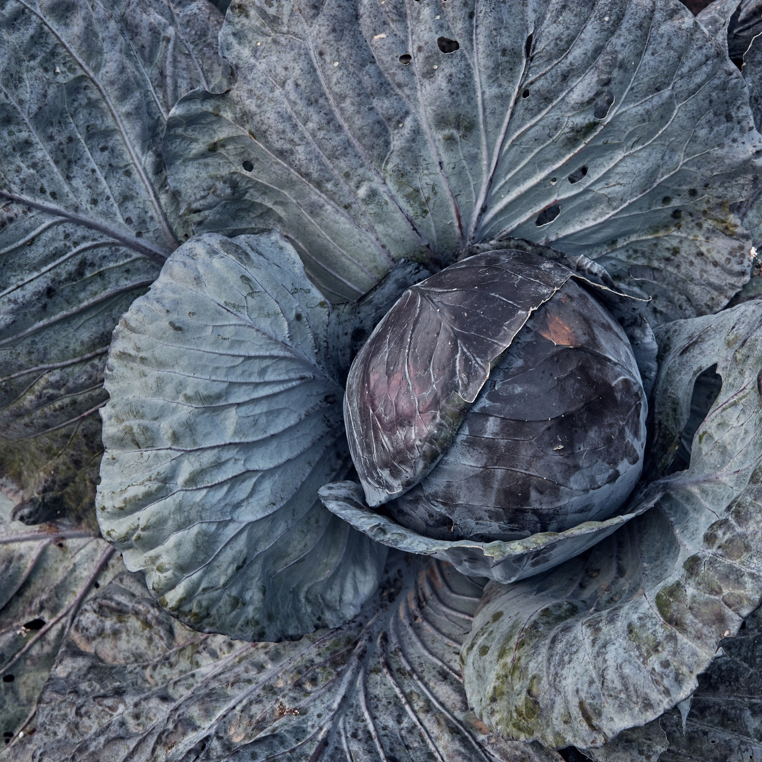 Великий Ростов или где снимали Иван Васильевича, который менял профессию. Visual artist (photo & arts)