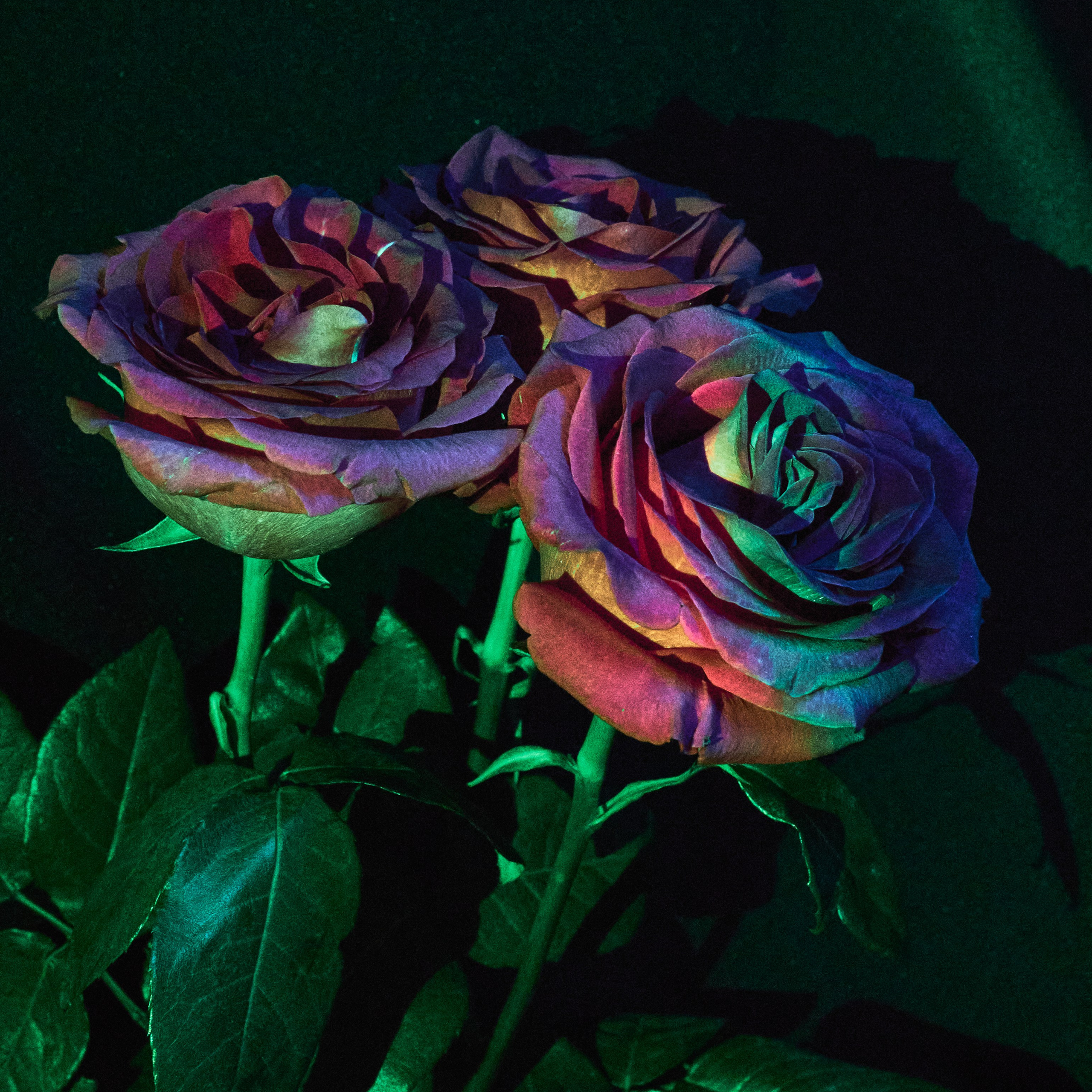 Roses. Visual artist (photo & arts)