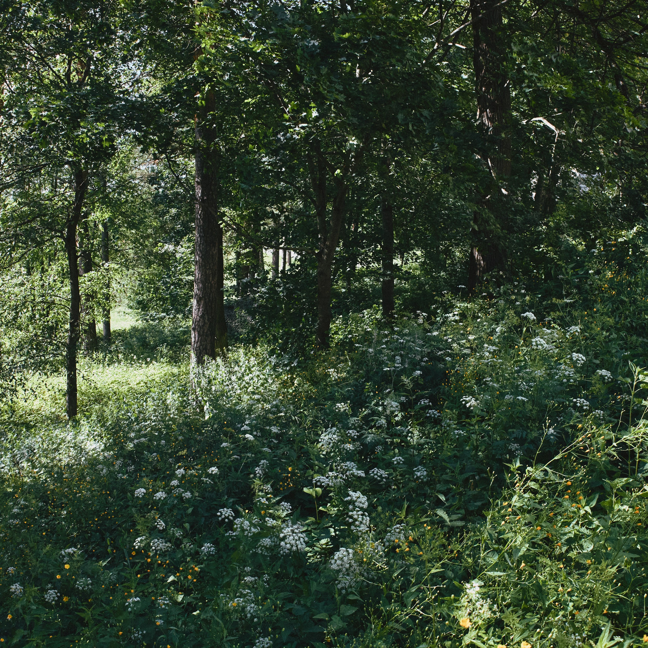 Звенигород. Города России. Travel photo. Visual artist (photo & arts)