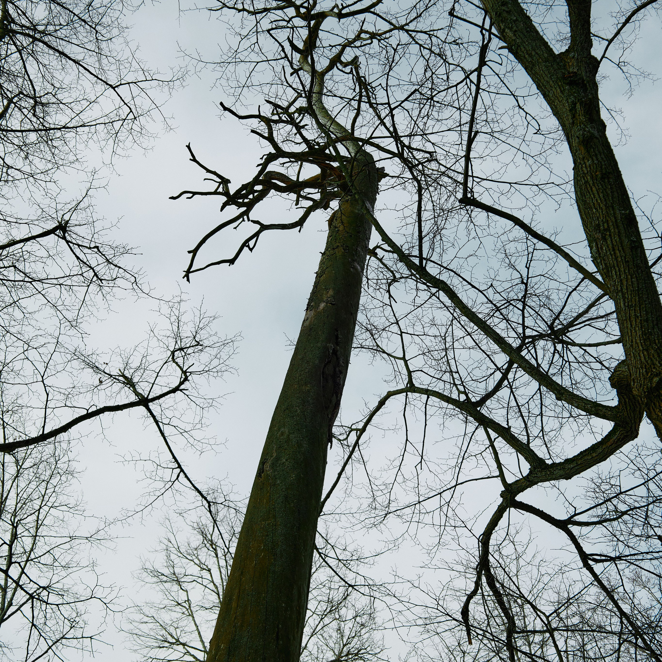 В лесу. Visual artist (photo & arts)