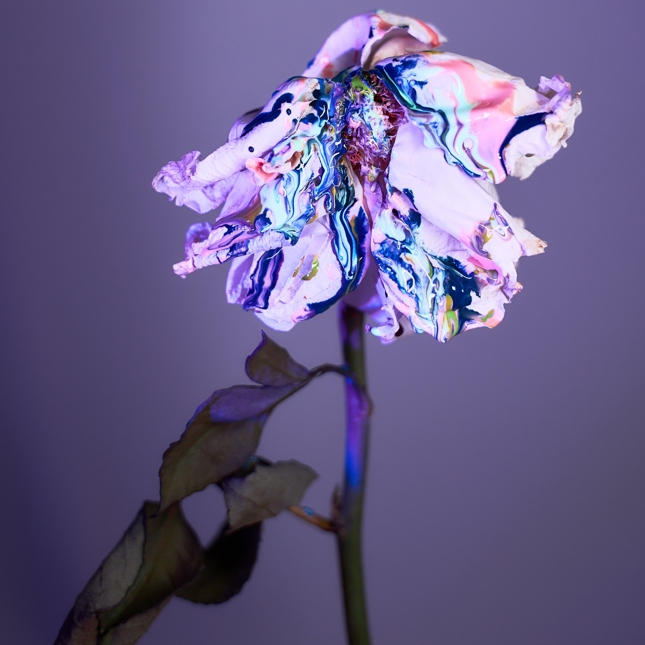 Сухоцветы. Visual artist (photo & arts)