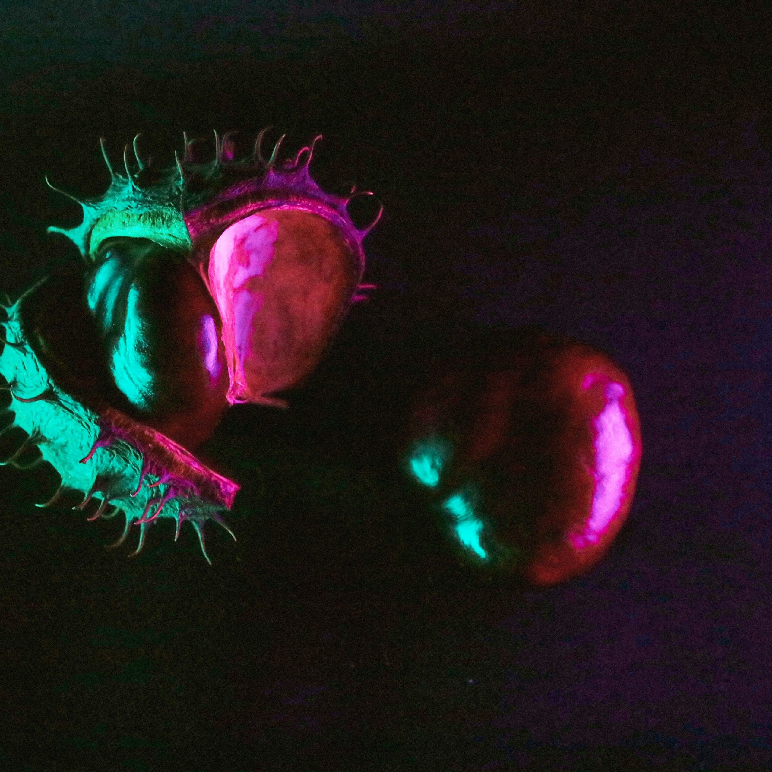 Каштаны. Предметная съемка. Натюрморт. Visual artist (photo & arts)