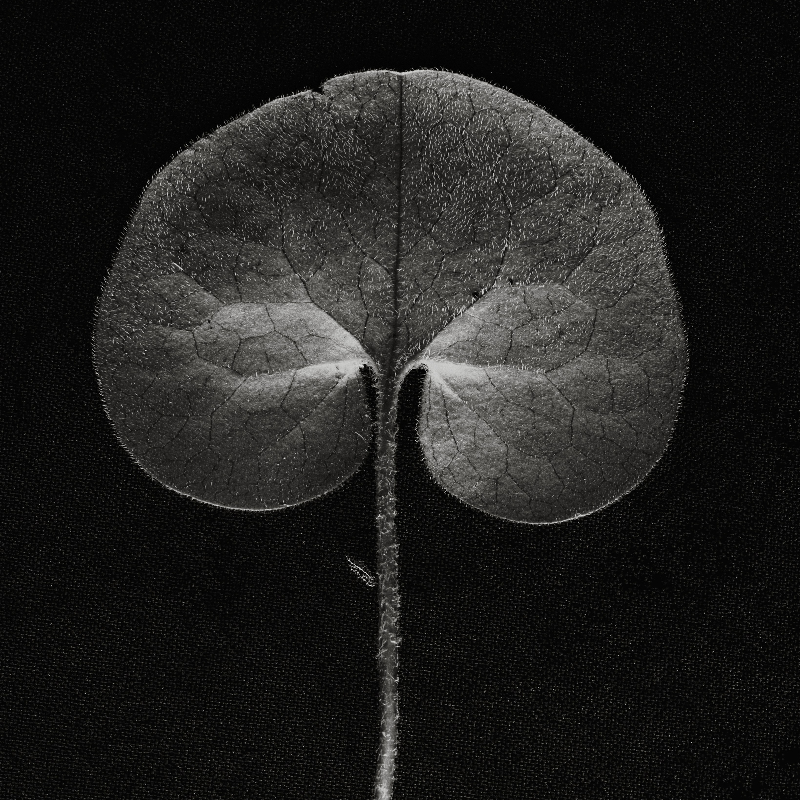 Monochrome. Visual artist (photo & arts)