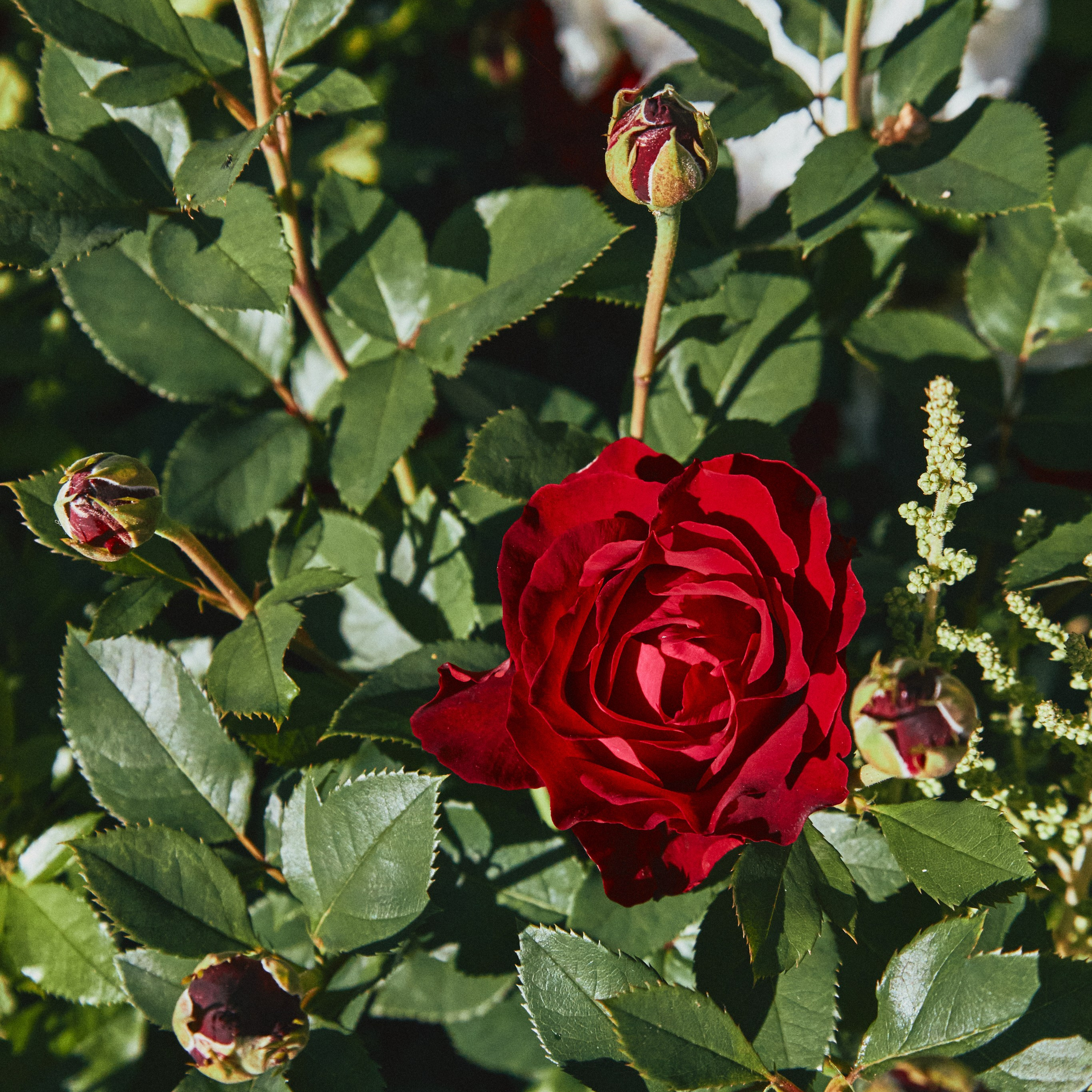 Звенигород. Города России. Travel photo. Visual artist (photo & arts)