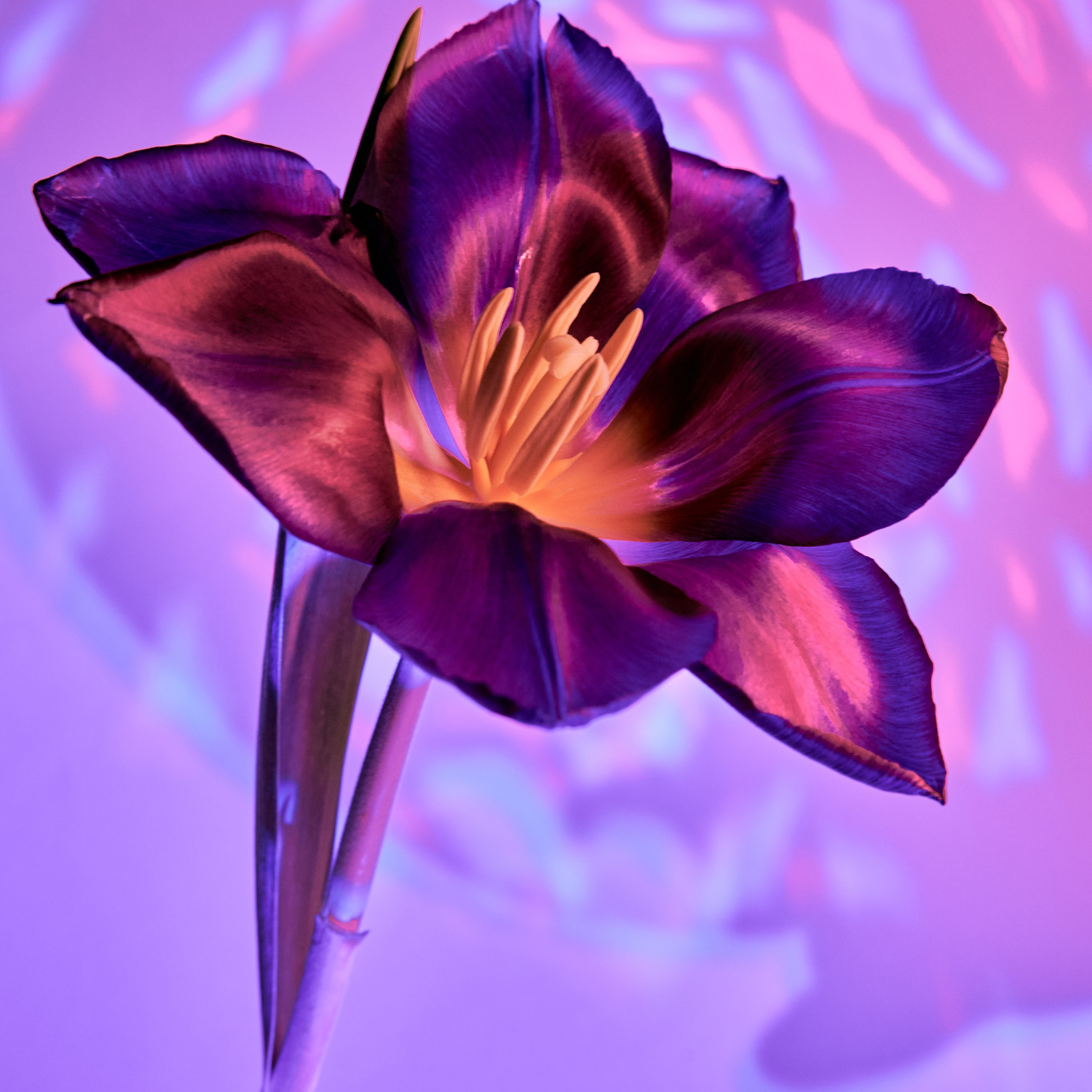 Flower. Visual artist (photo & arts)