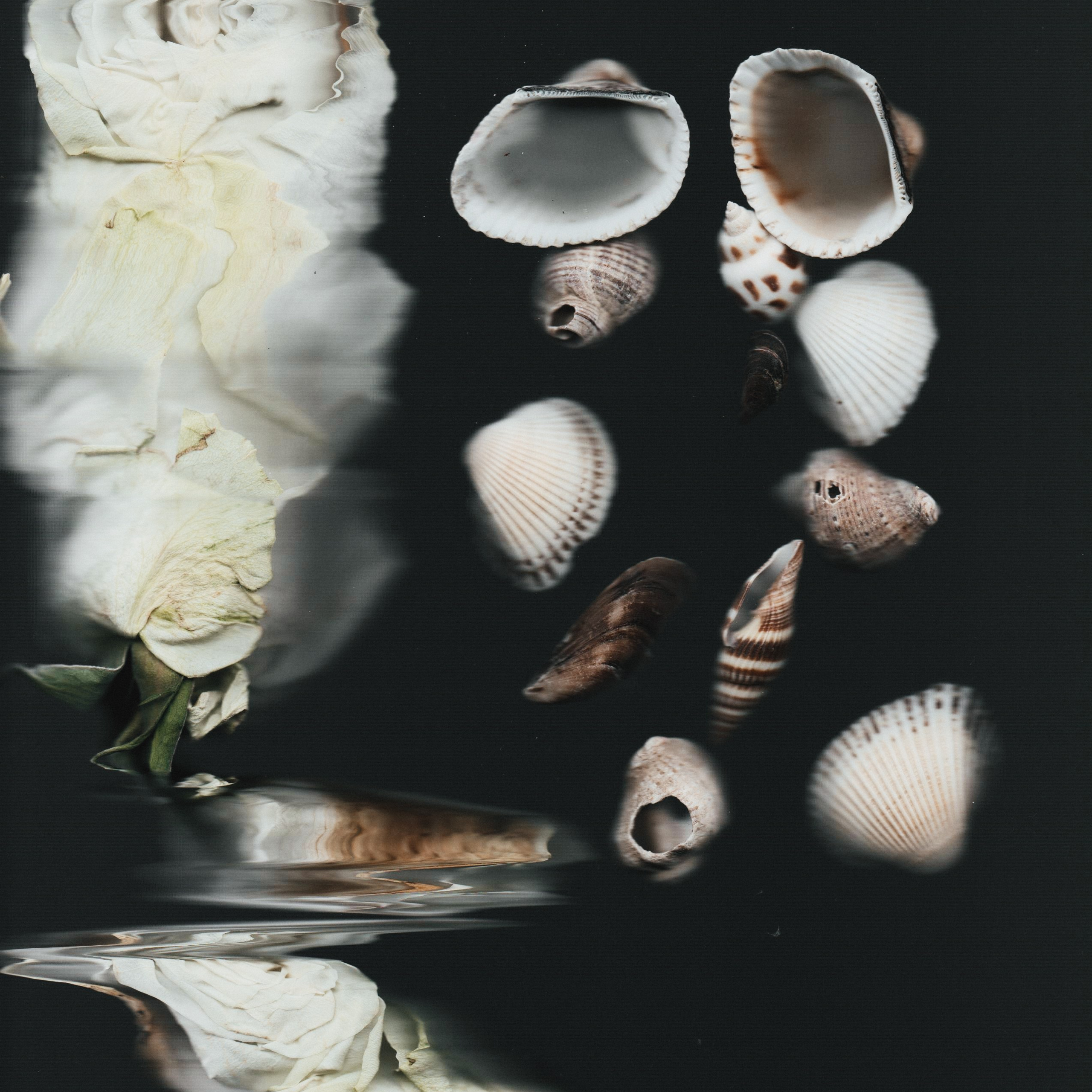 Distorted Botanicals & Objects. Сканография. Visual artist (photo & arts)