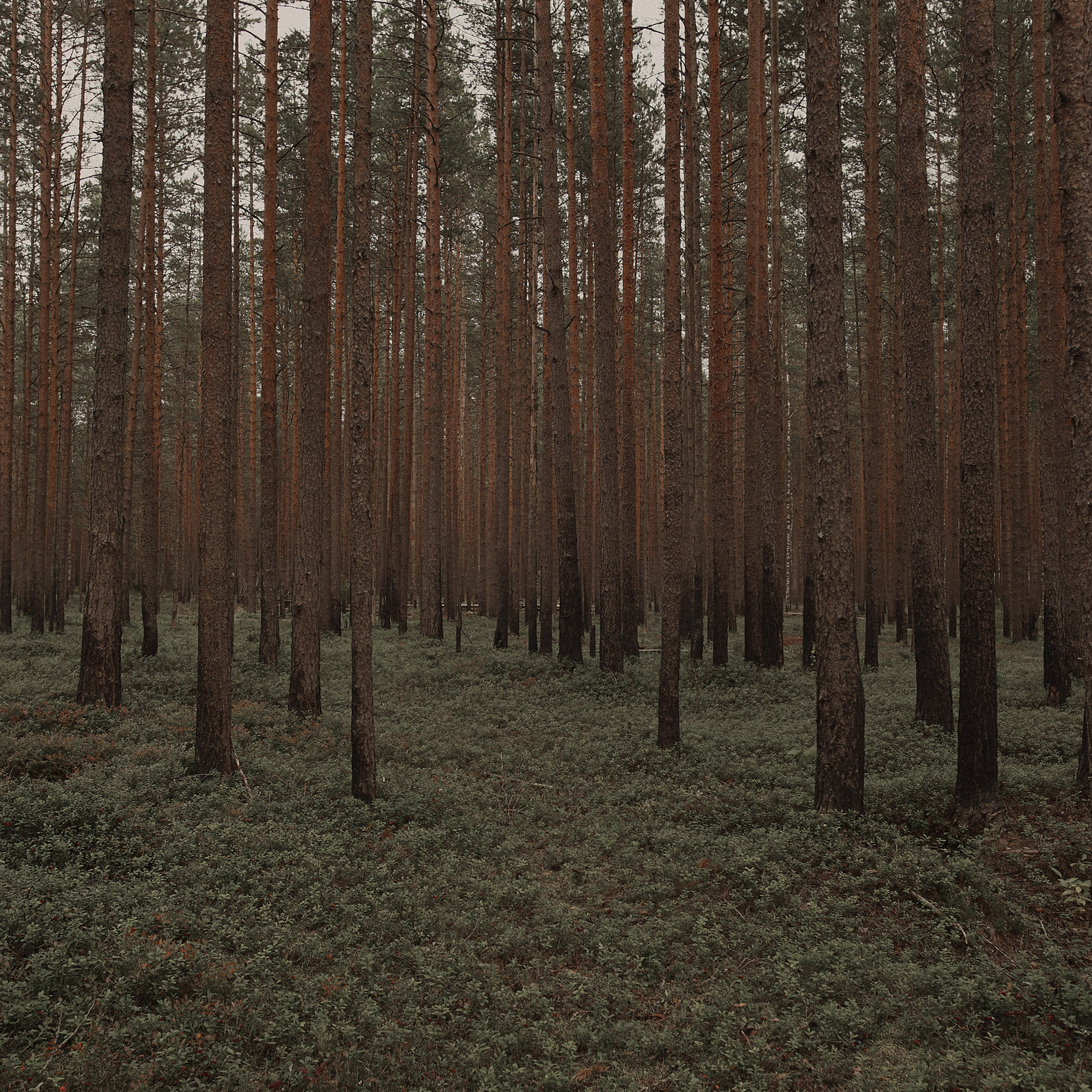 Sofy&nbsp;IN Forest for Southern Cold