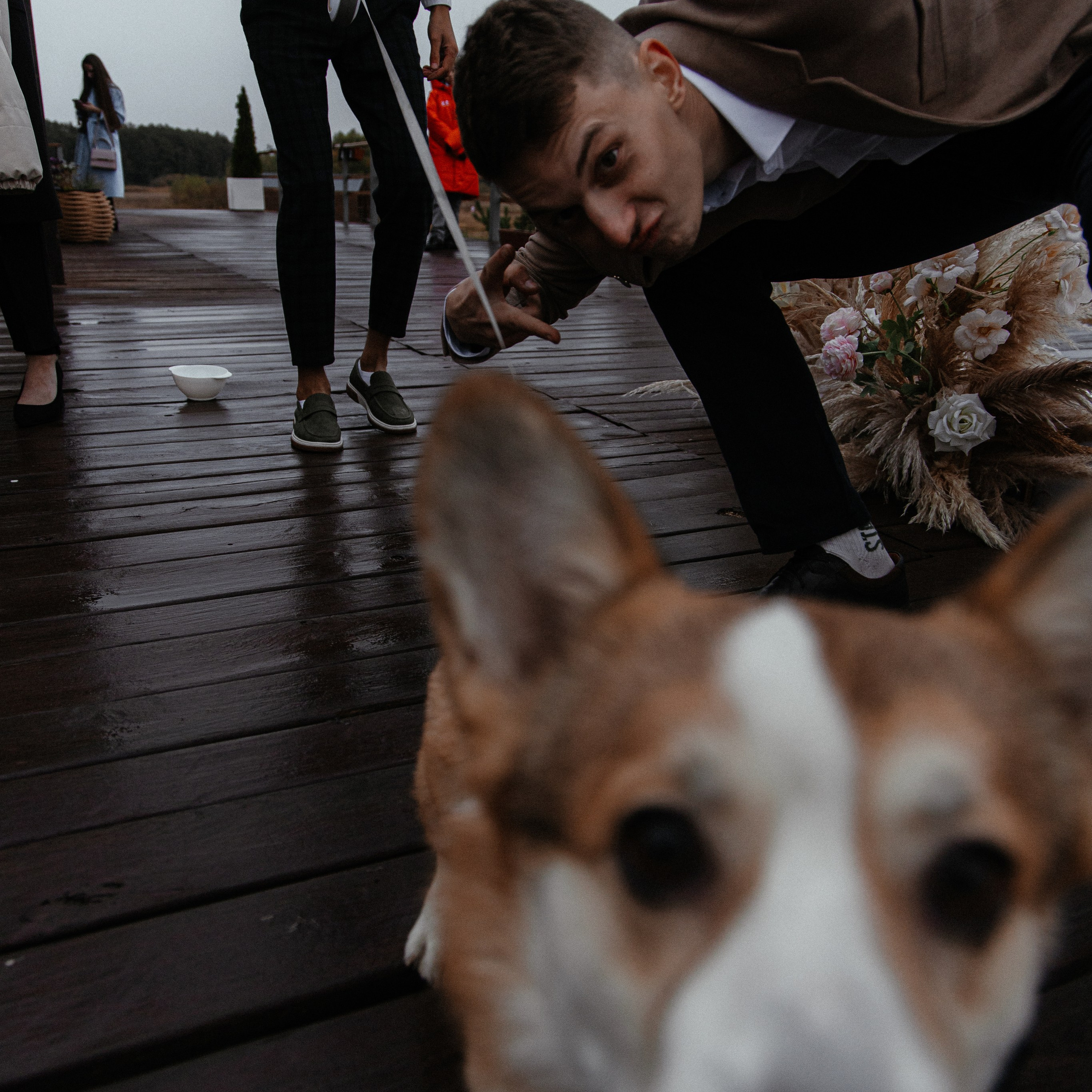 Свидетель Корги