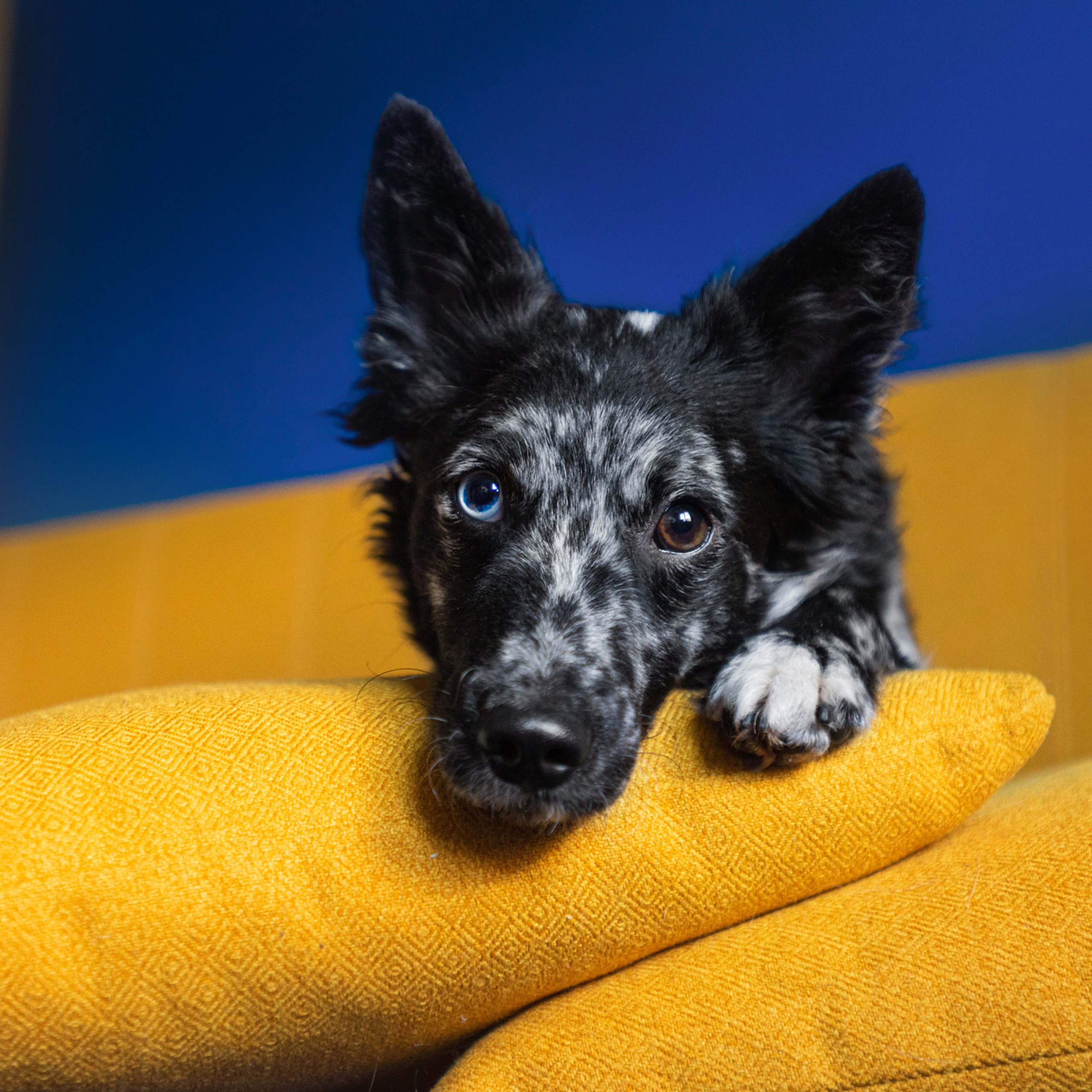 Отзывы. Фотограф — анималист Саратов/Москва|Плужникова Юлия