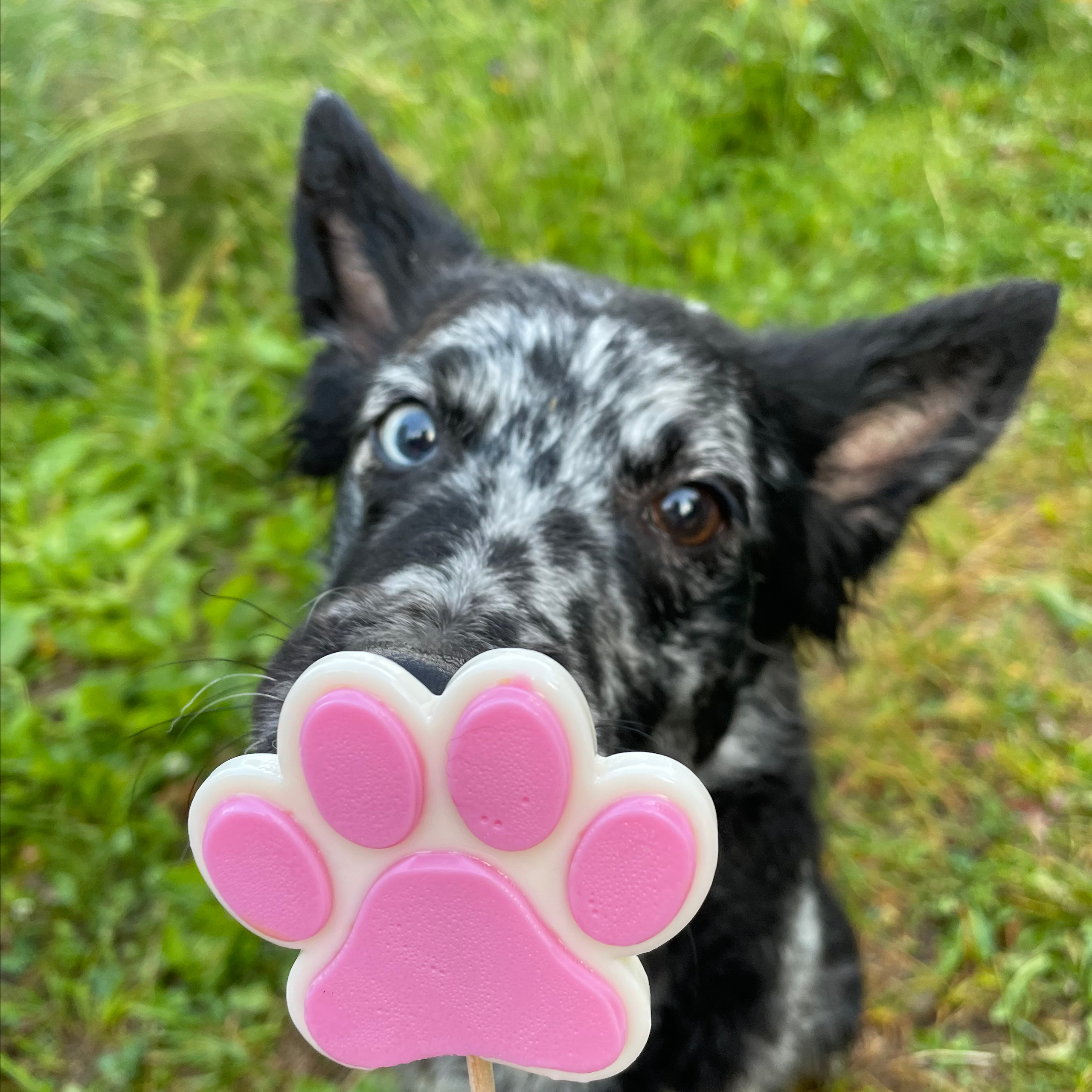 Отзывы. Фотограф — анималист Саратов/Москва|Плужникова Юлия