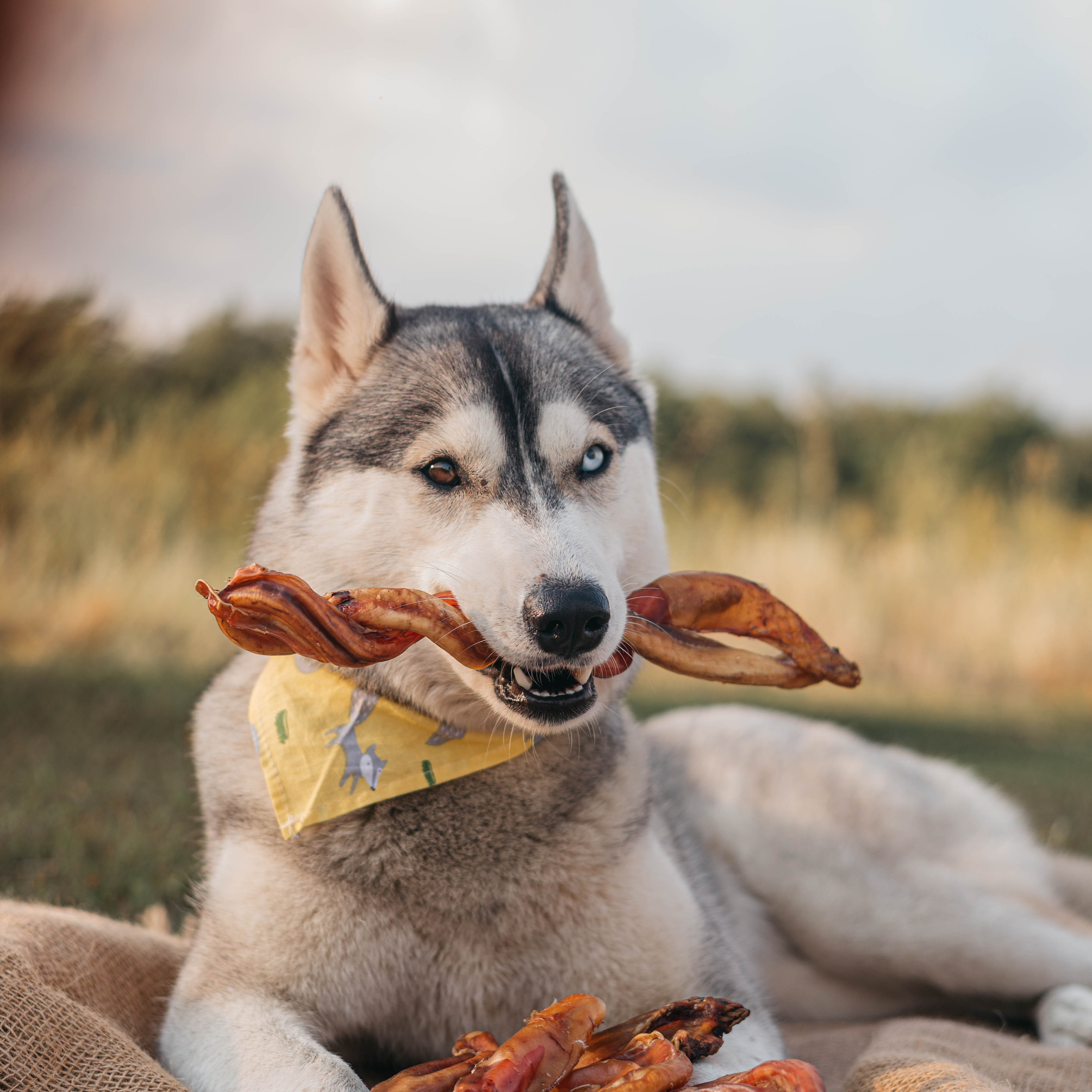Отзывы. Фотограф — анималист Саратов/Москва|Плужникова Юлия